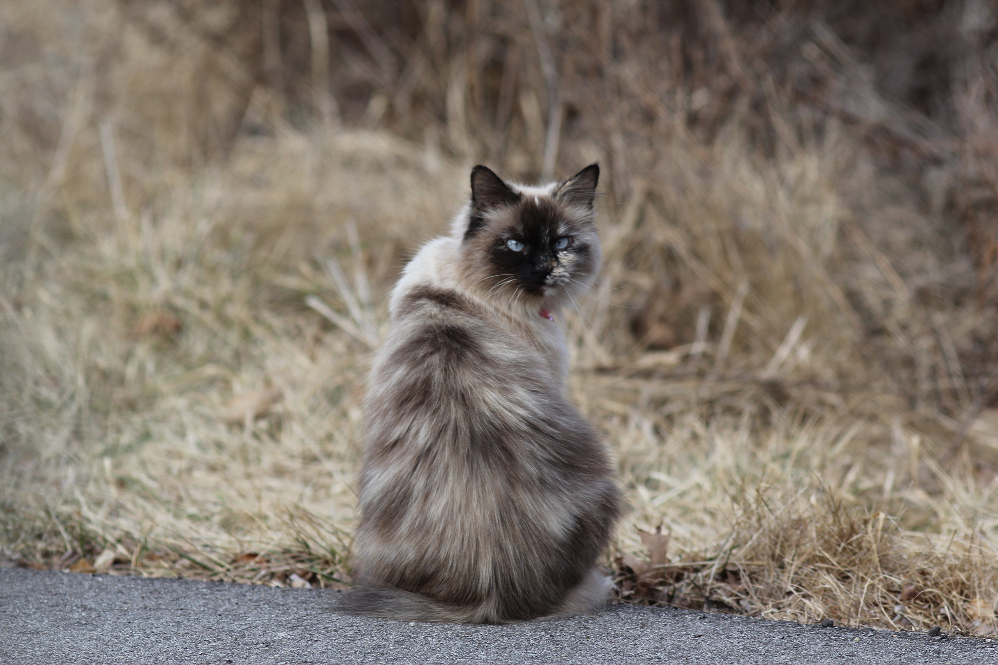 Canon EF 200mm F2.8L II USM sample photo. Mist the cat photography