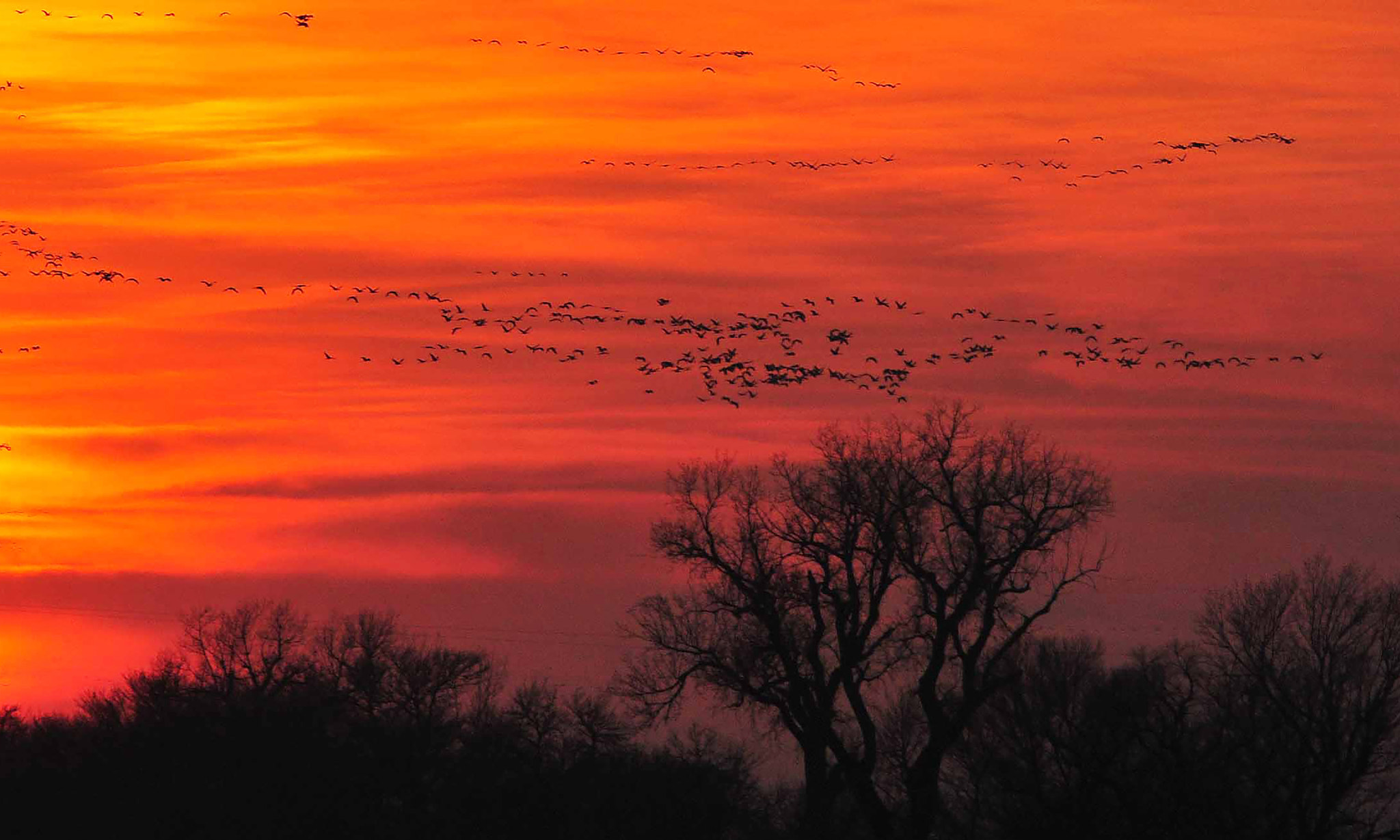 Nikon D700 sample photo. Crane migration at sunset photography