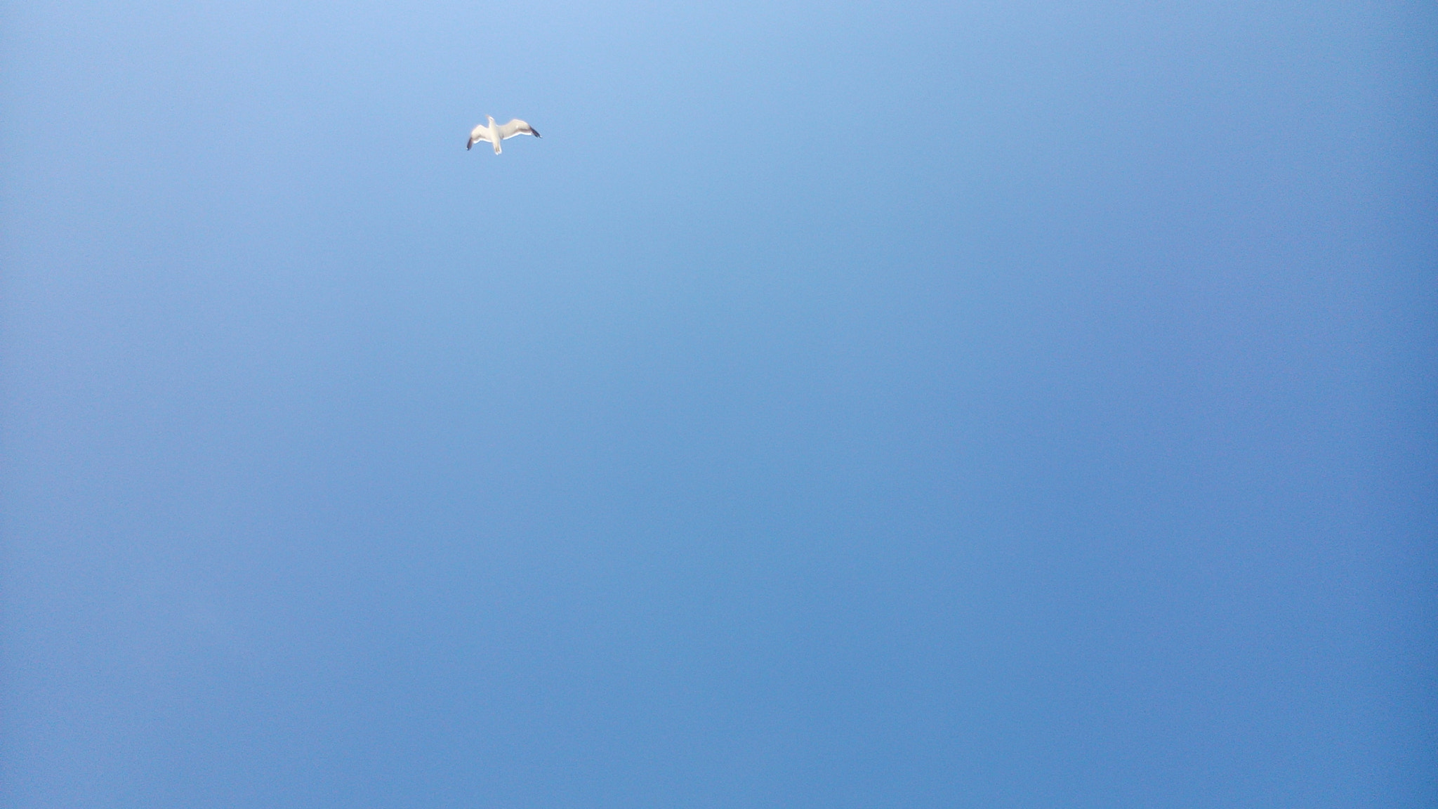 Sony Xperia L sample photo. Bird. photography