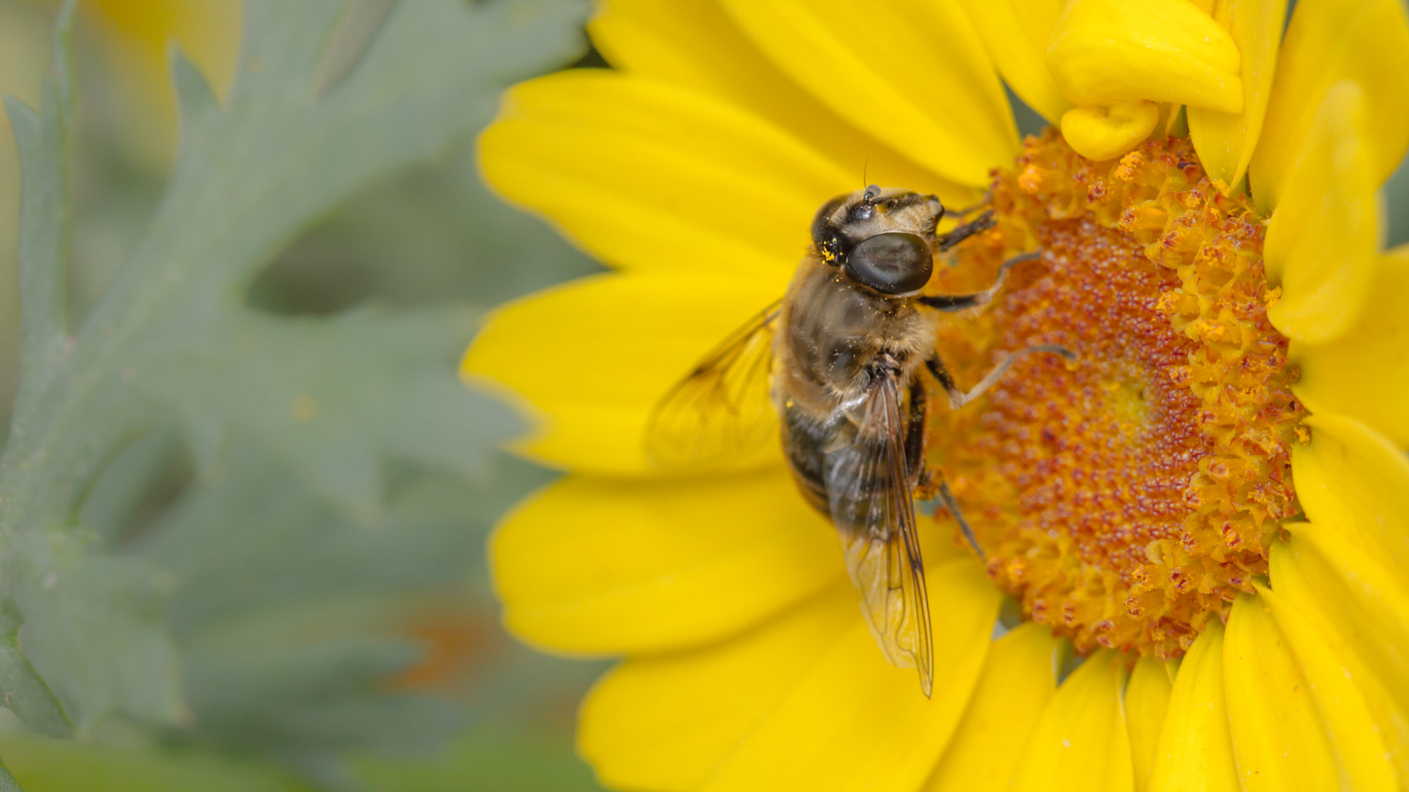Canon EF 100mm F2.8 Macro USM sample photo. Eristalis tenax photography
