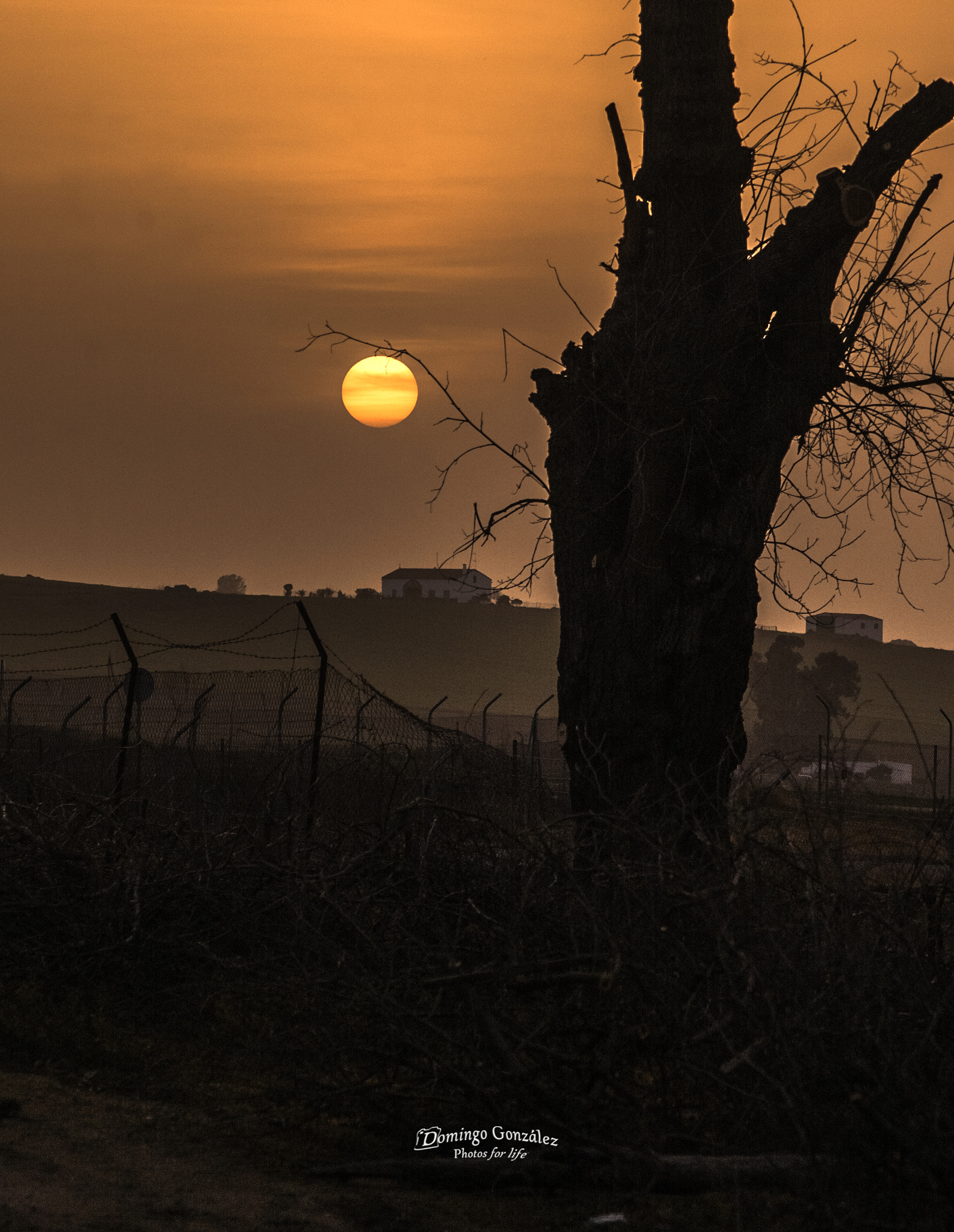 Nikon D40 sample photo. Tocar la luz con mis ramas photography