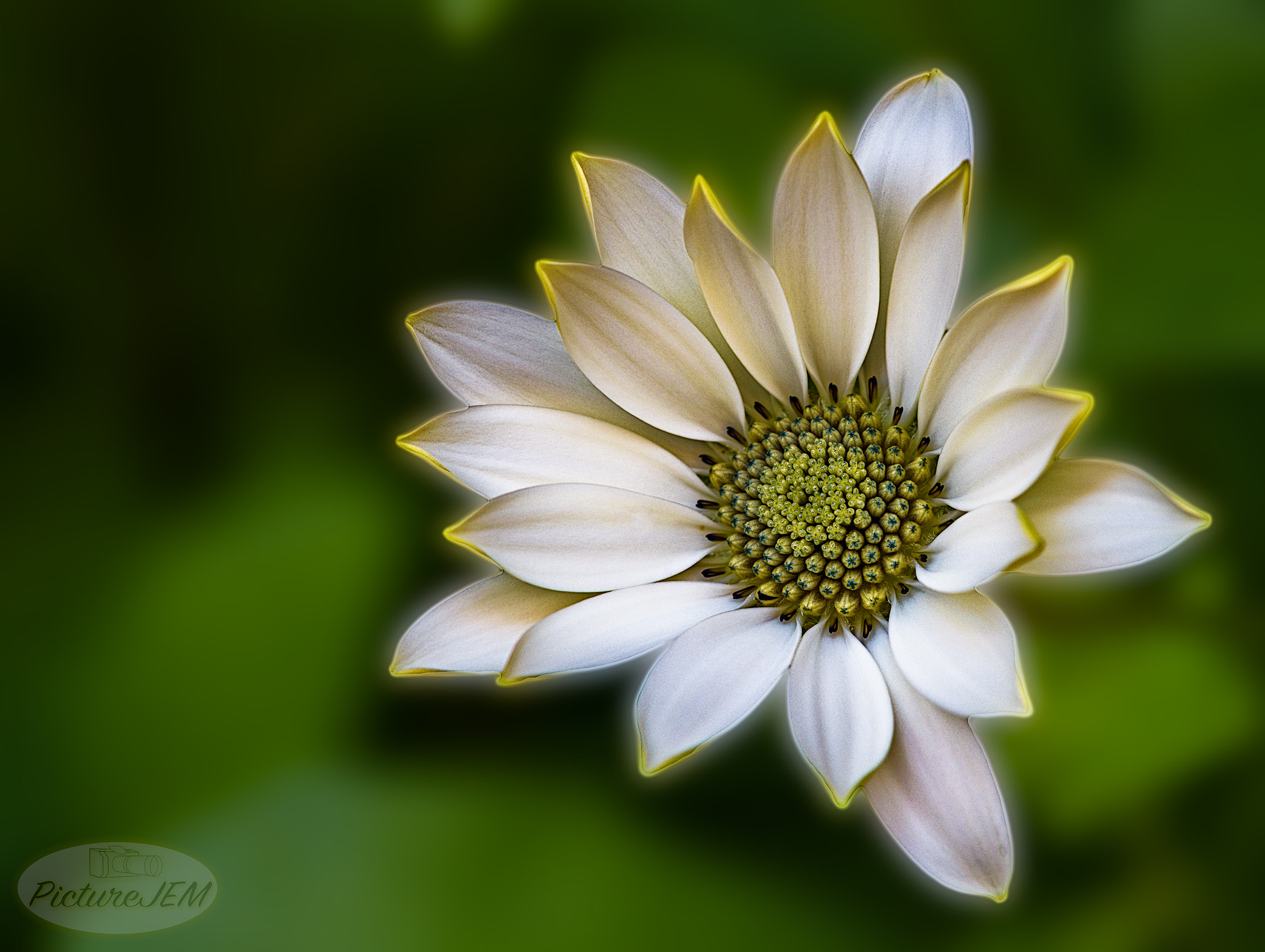 Sigma 105mm F2.8 EX DG OS HSM sample photo. Margarita photography