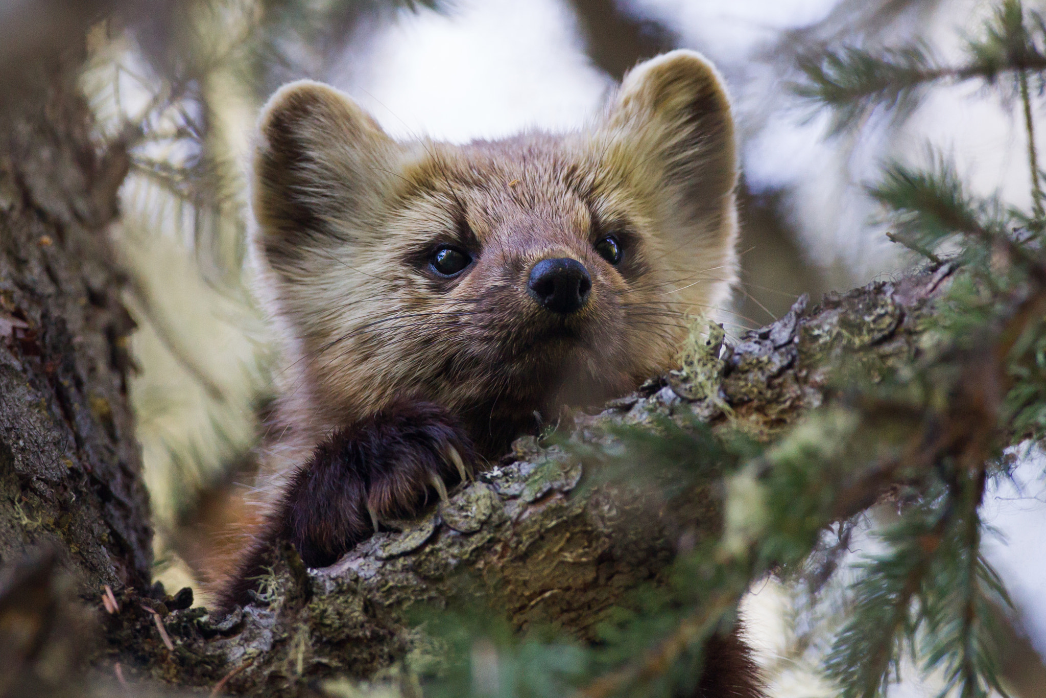Canon EF 500mm F4L IS USM sample photo. Young pine marten photography