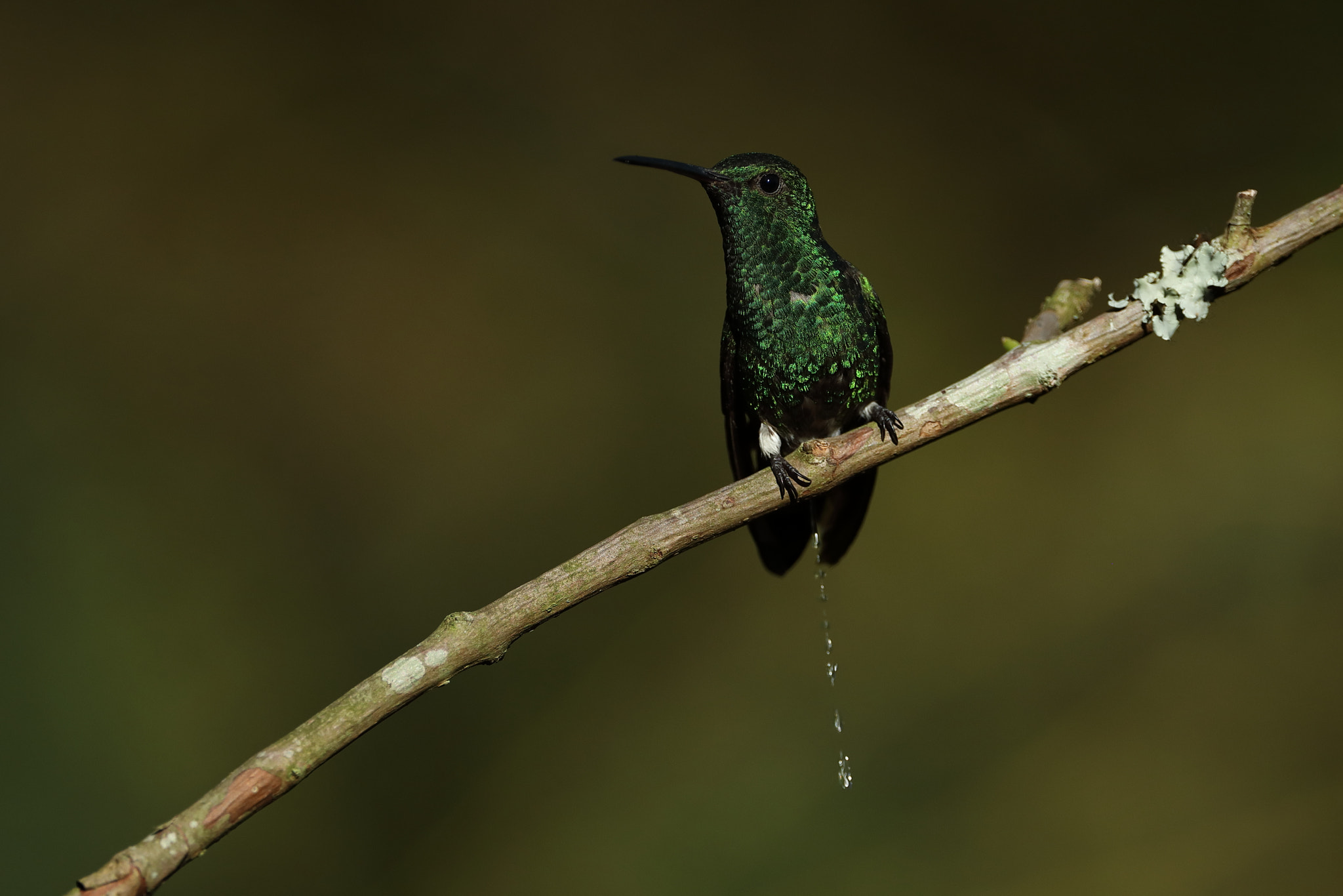 Canon EF 500mm F4L IS USM sample photo. Western emerald - chlorostilbon melanorhynchus photography