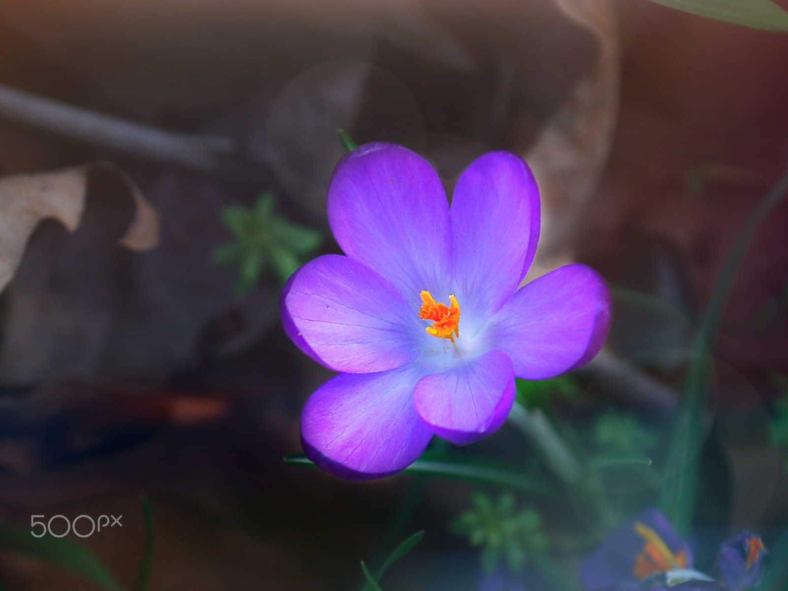 Canon EF 70-300mm F4-5.6L IS USM sample photo. Bloom!!!! photography