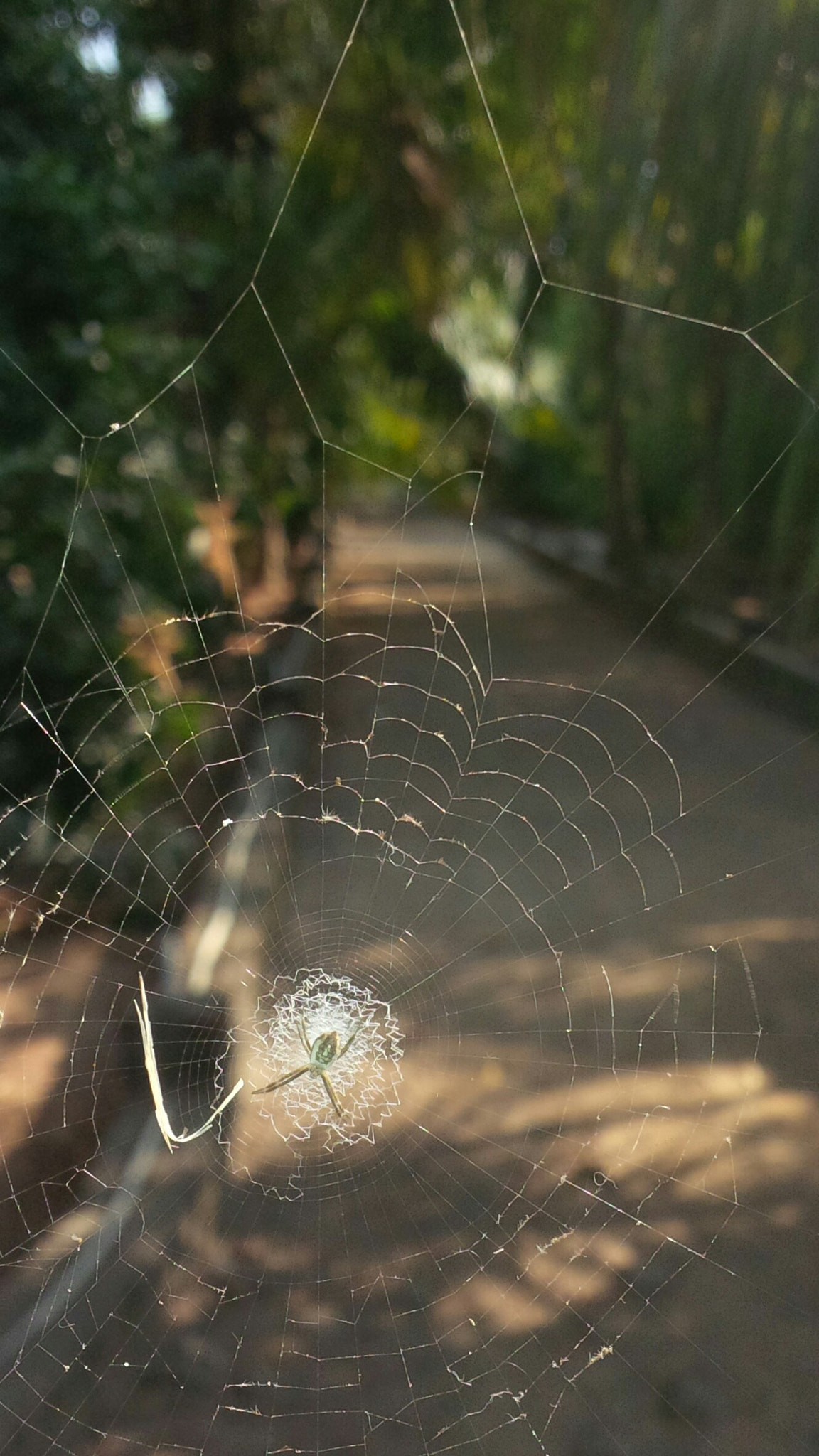 BlackBerry Z10 sample photo. Warrior! photography