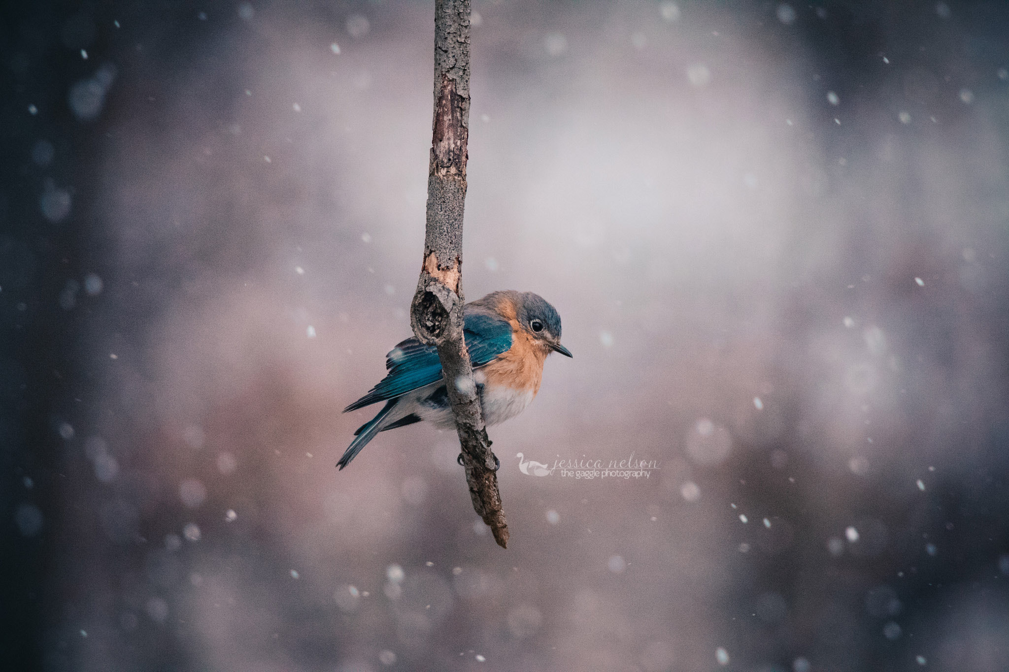 150-600mm F5-6.3 DG OS HSM | Contemporary 015 sample photo. Bluebird snow photography