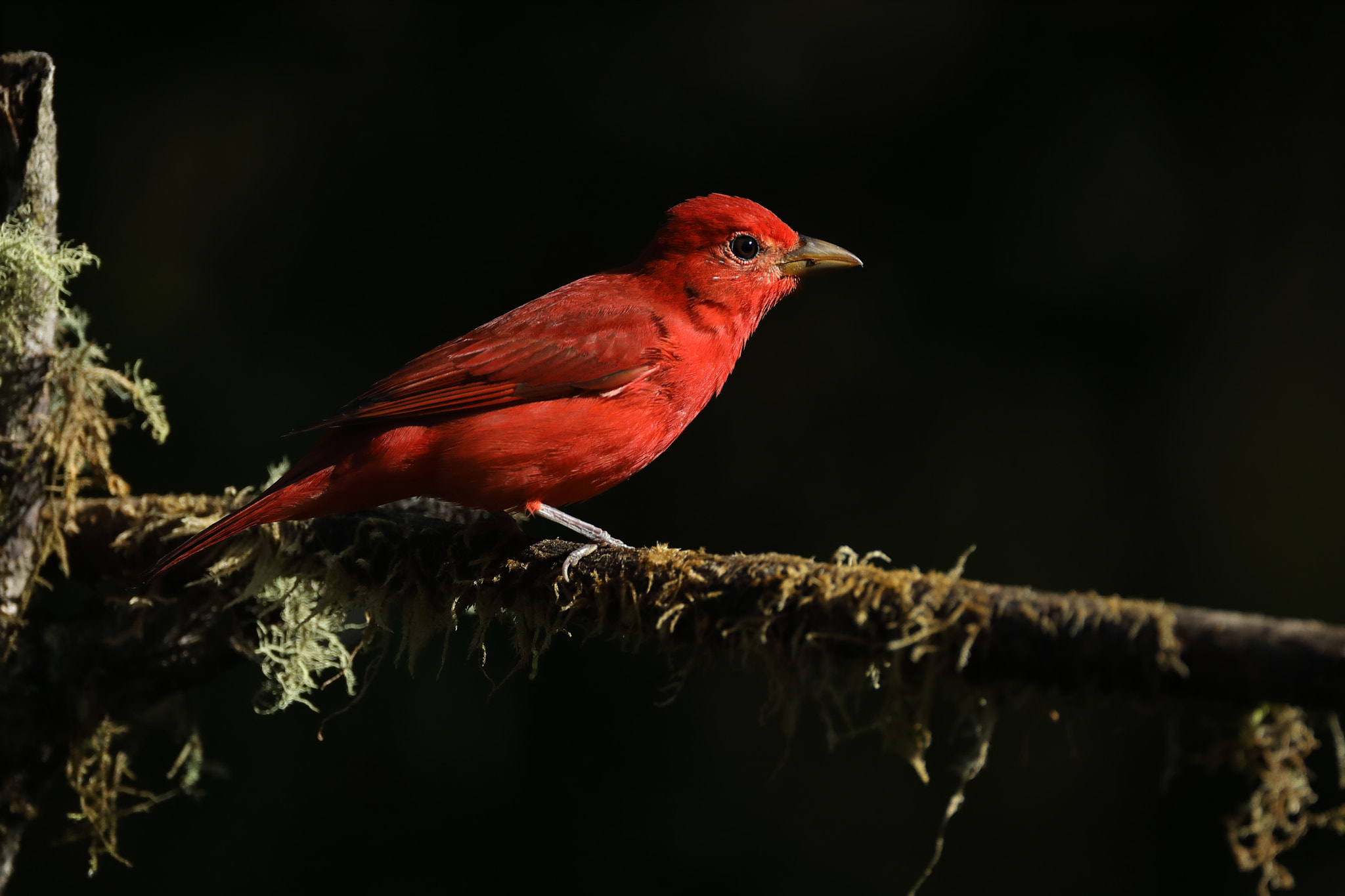 Canon EF 500mm F4L IS USM sample photo. Summer tanager - piranga rubra photography