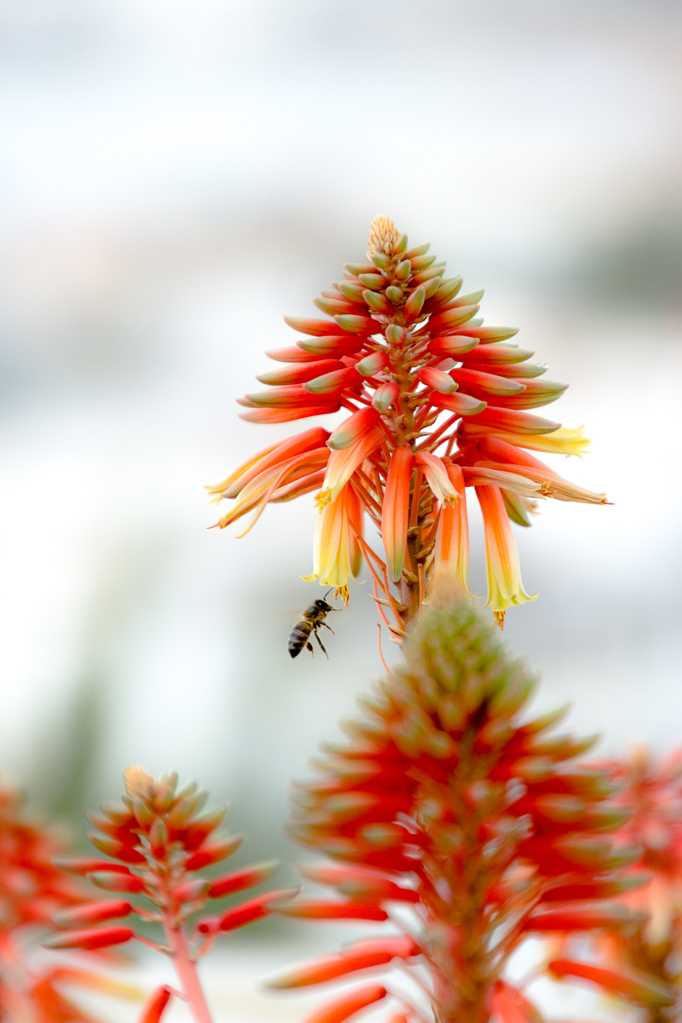 Canon EOS 7D sample photo. Relationship between flowers and bees photography