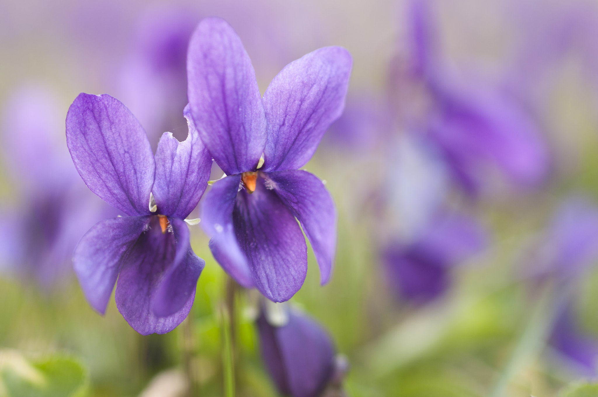 Nikon D90 + Sigma 50mm F2.8 EX DG Macro sample photo. Spring coming photography