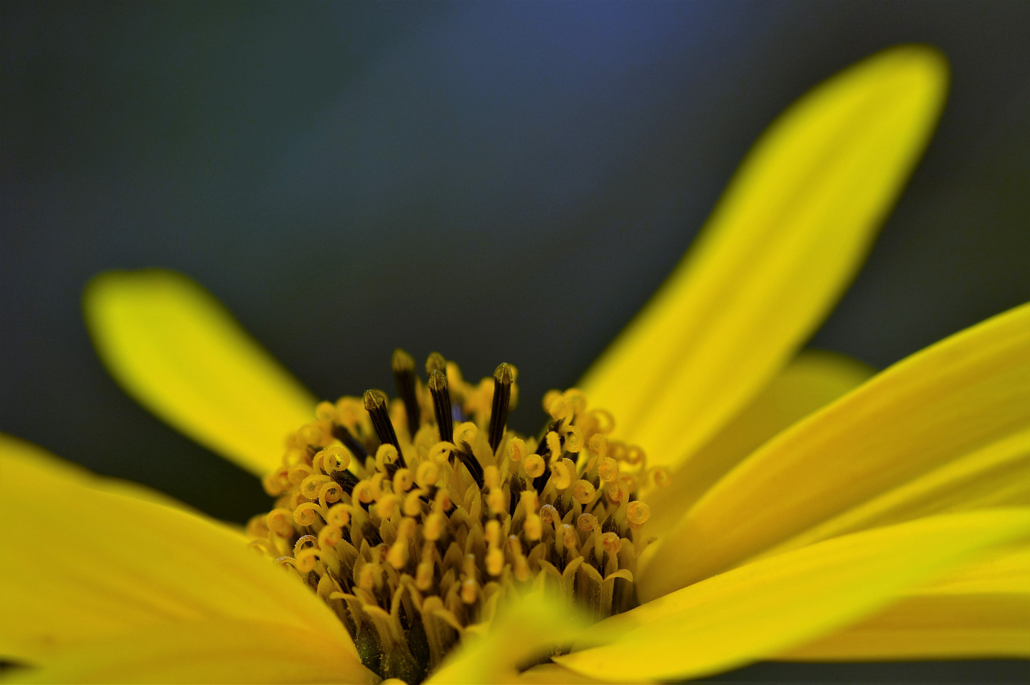 Sigma 105mm F2.8 EX DG OS HSM sample photo. 0057.jpg photography