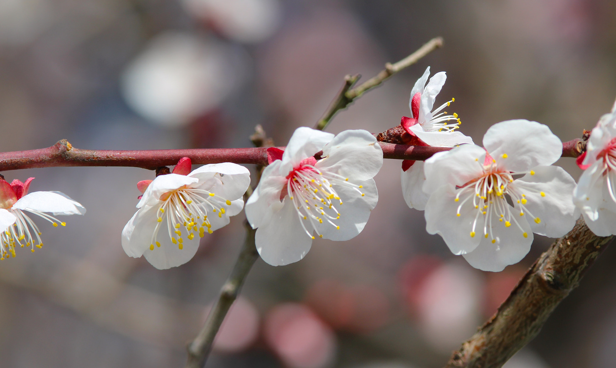 Canon EF 200mm f/2.8L sample photo