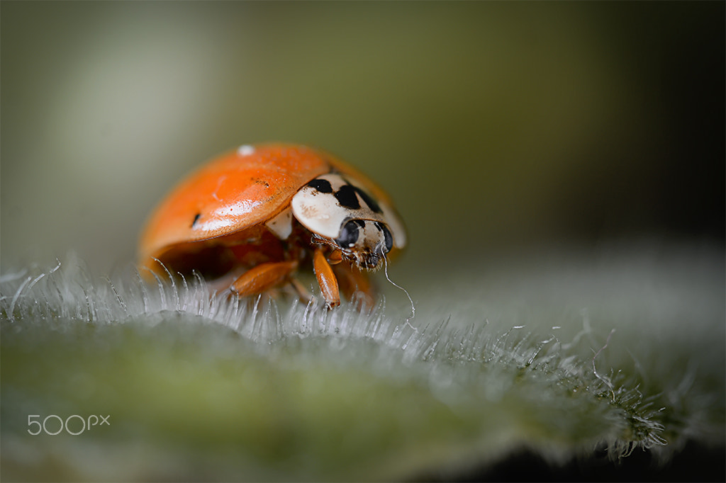 Nikon D7100 + Sigma 150mm F2.8 EX DG Macro HSM sample photo. Ladybug photography