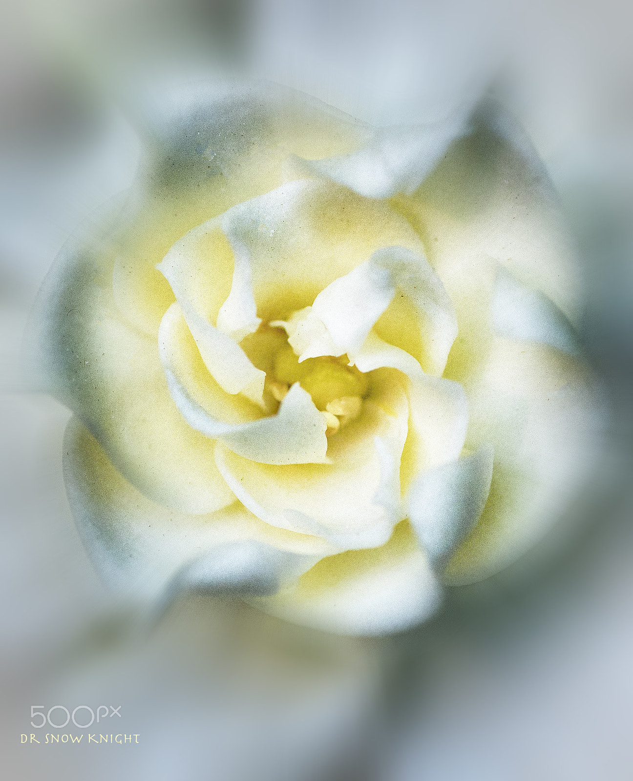 Nikon D5500 + Tamron SP 90mm F2.8 Di VC USD 1:1 Macro sample photo. White flower photography