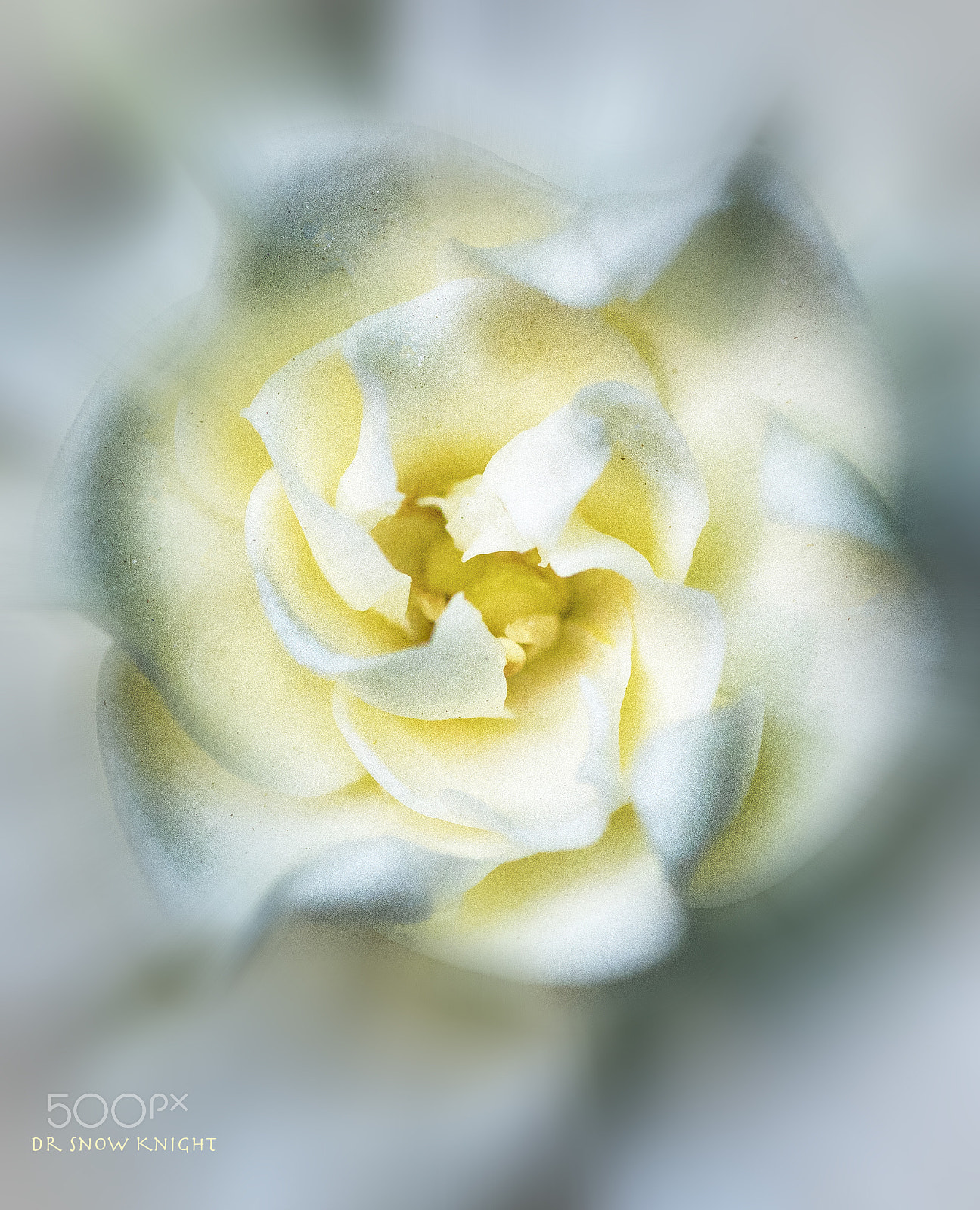 Nikon D5500 sample photo. White flower photography