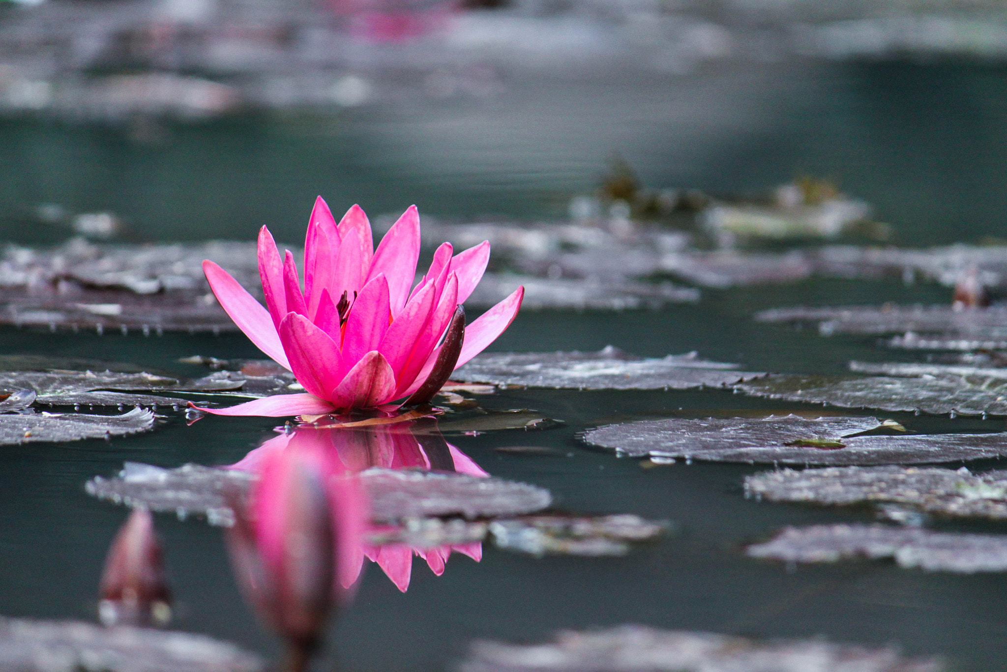 Canon EOS 500D (EOS Rebel T1i / EOS Kiss X3) sample photo. Lotus photography