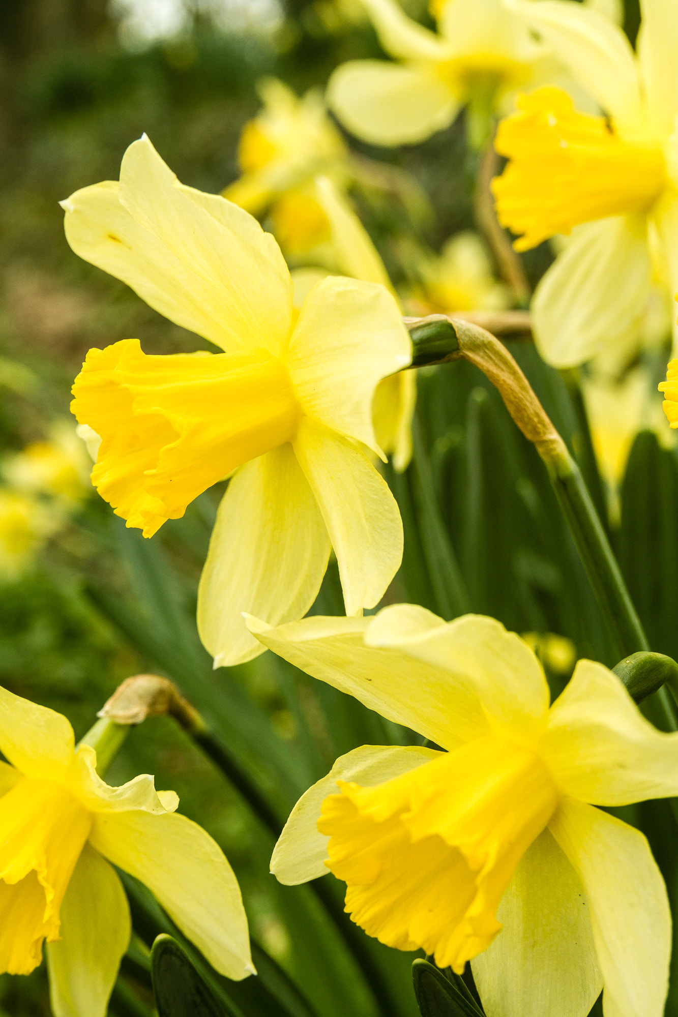 Sigma 18-50mm f/2.8 Macro sample photo. More daffs photography