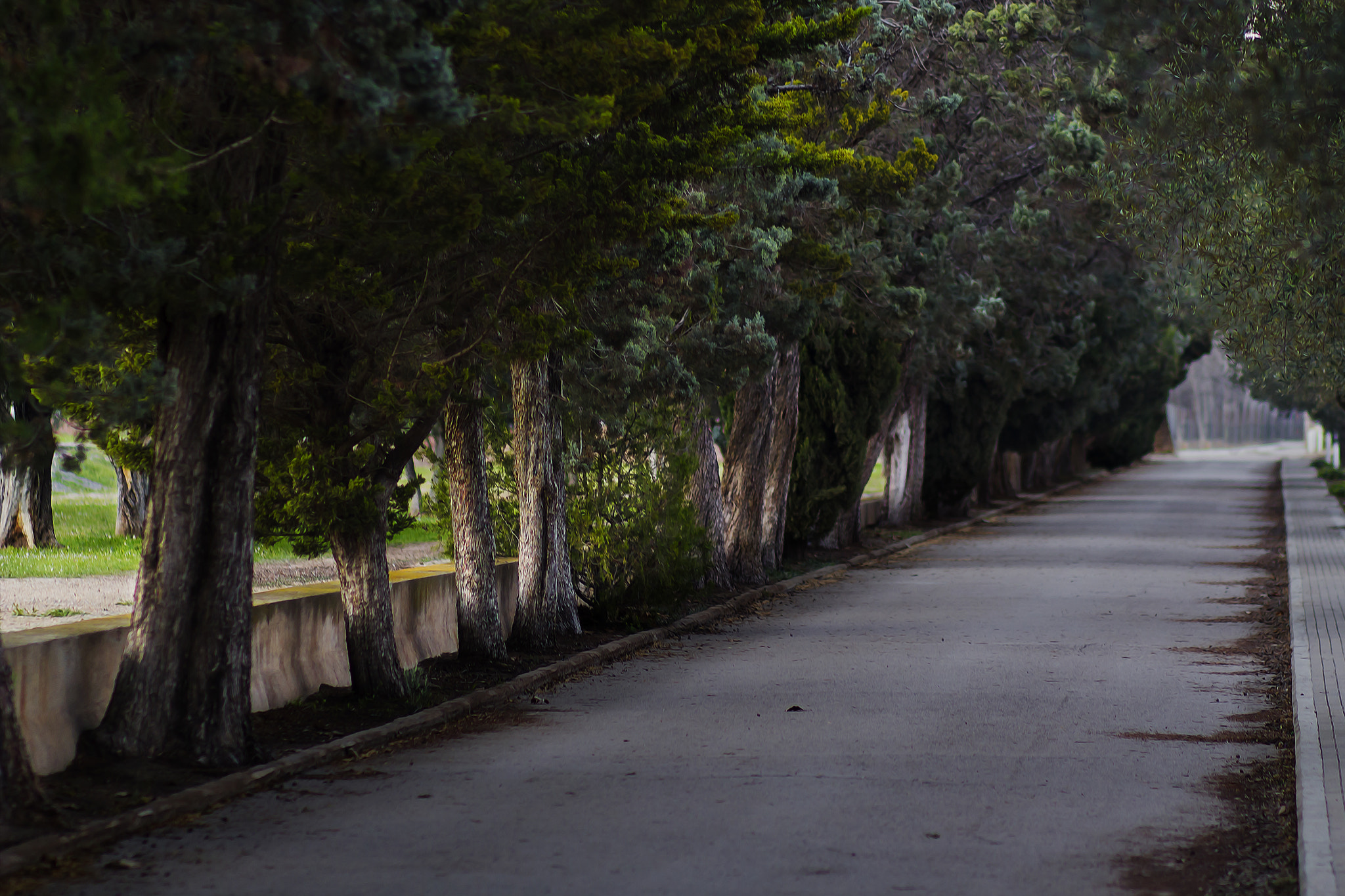 Canon EF 85mm F1.8 USM sample photo. My way today photography