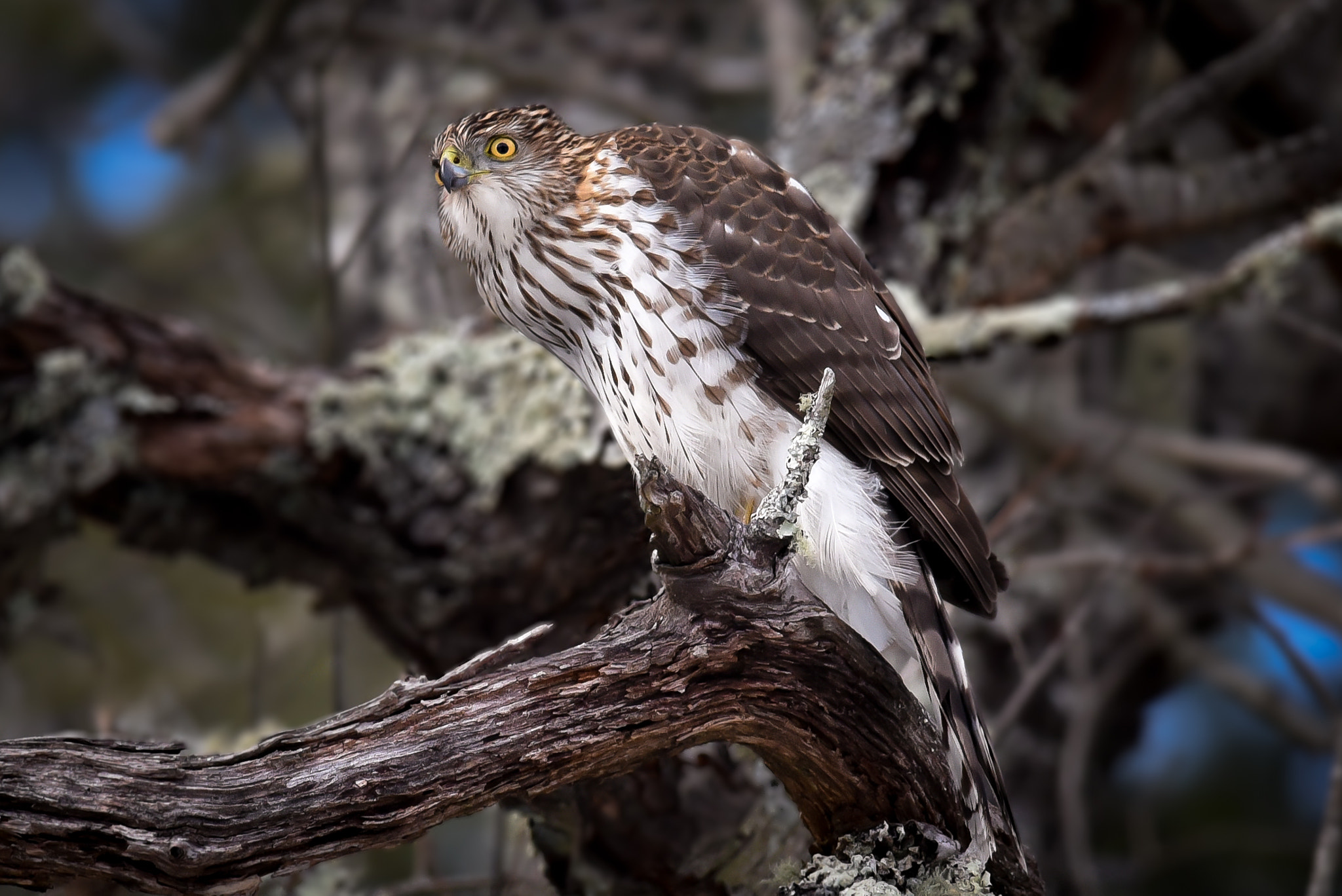 Nikon AF-S Nikkor 300mm F2.8G ED-IF VR sample photo. Cooper's hawk photography