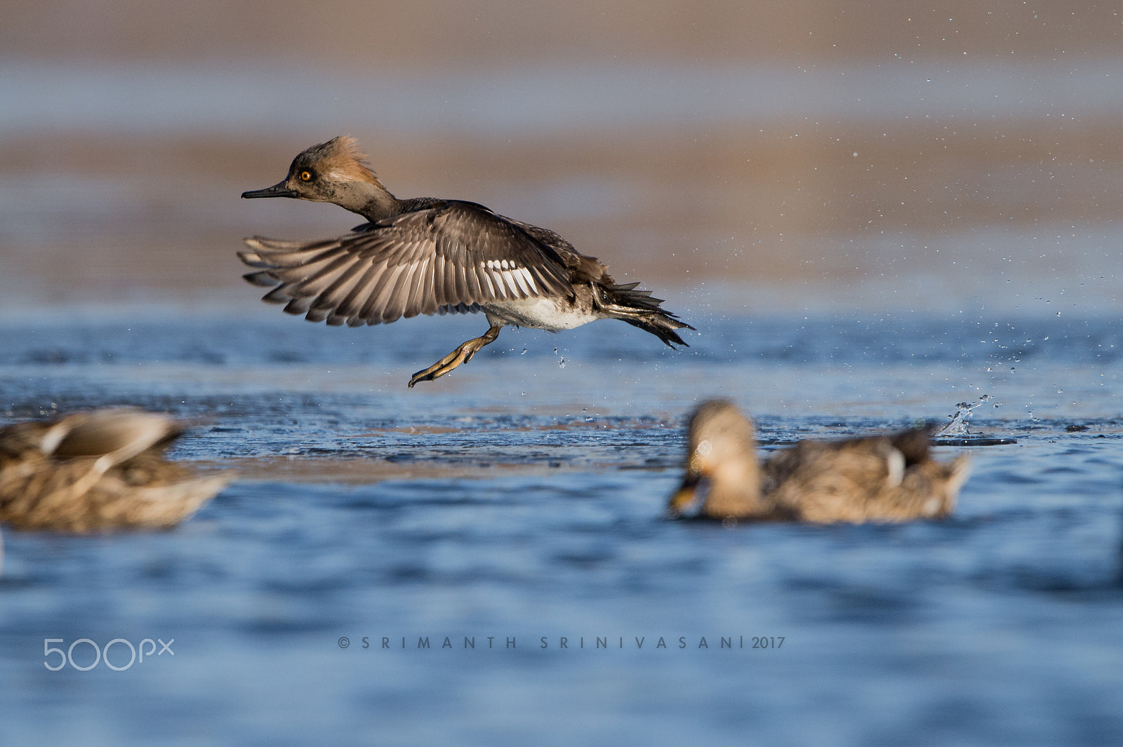 Nikon AF-S Nikkor 600mm F4G ED VR sample photo. Female hooded merganser photography