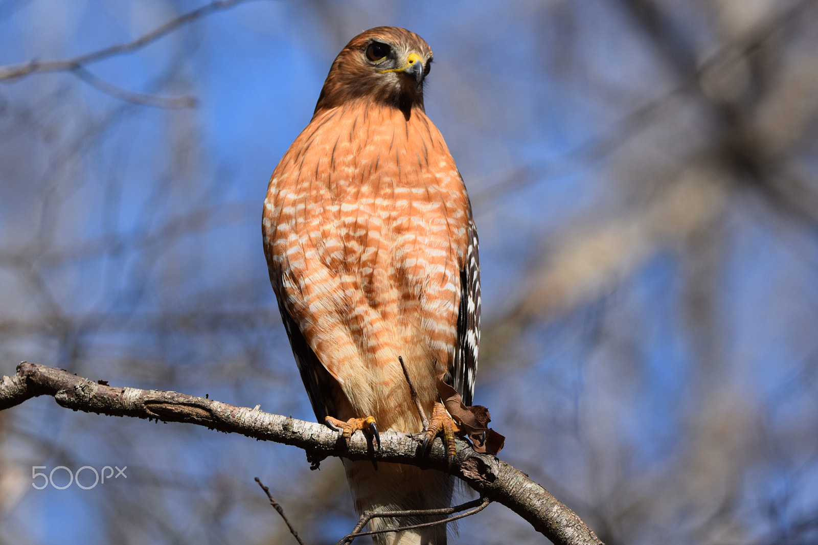 Nikon D5300 + Tamron SP 150-600mm F5-6.3 Di VC USD sample photo. Red shouldered hawk 2 photography