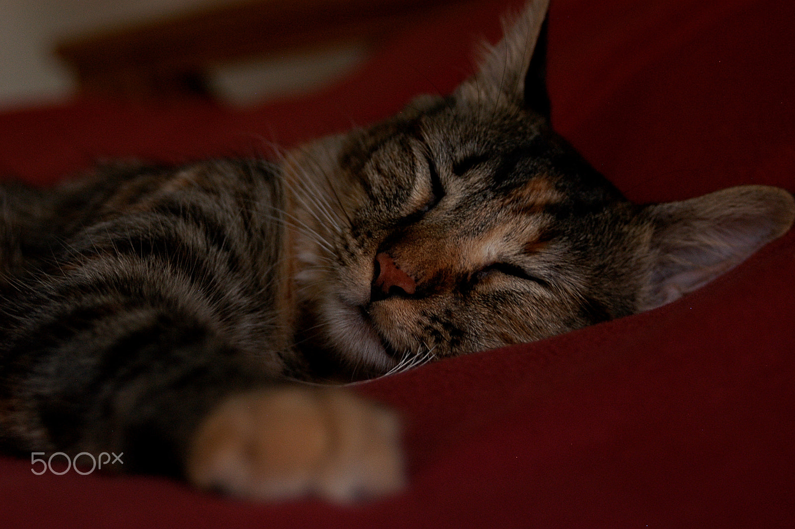 Nikon D100 sample photo. Cat photography