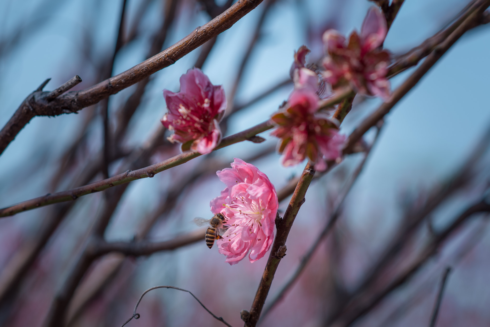 Nikon D810 + Sigma 85mm F1.4 EX DG HSM sample photo. Plum photography