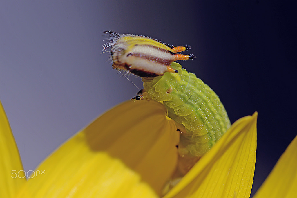 Sigma 150mm F2.8 EX DG Macro HSM sample photo. Lagarta com chifres - horned caterpillar photography