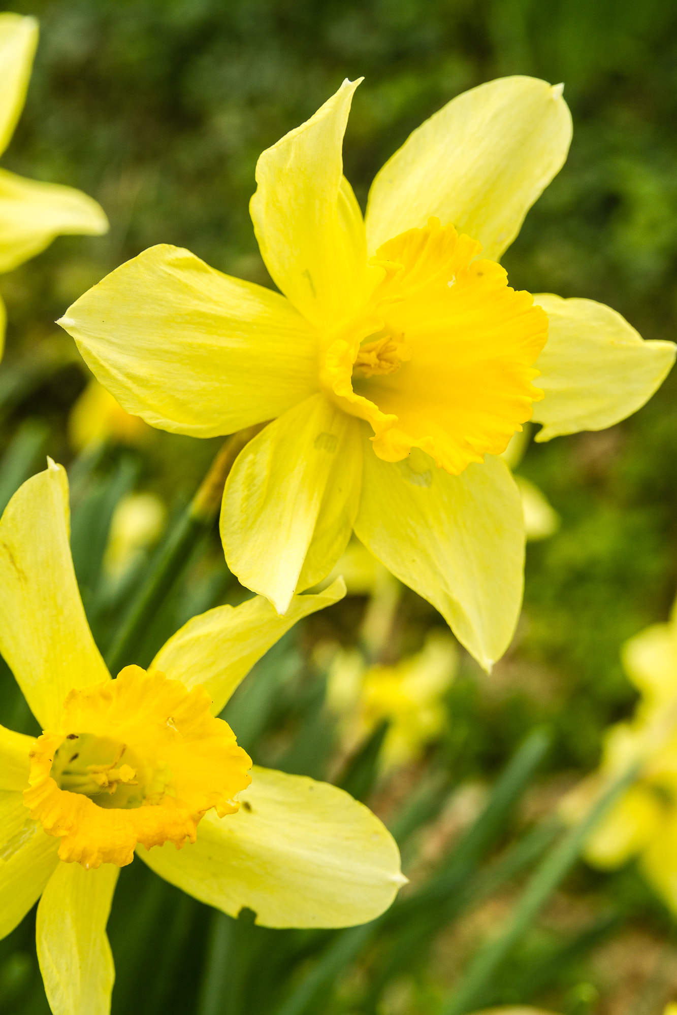 Canon EOS 7D + Sigma 18-50mm f/2.8 Macro sample photo. Daffodils photography