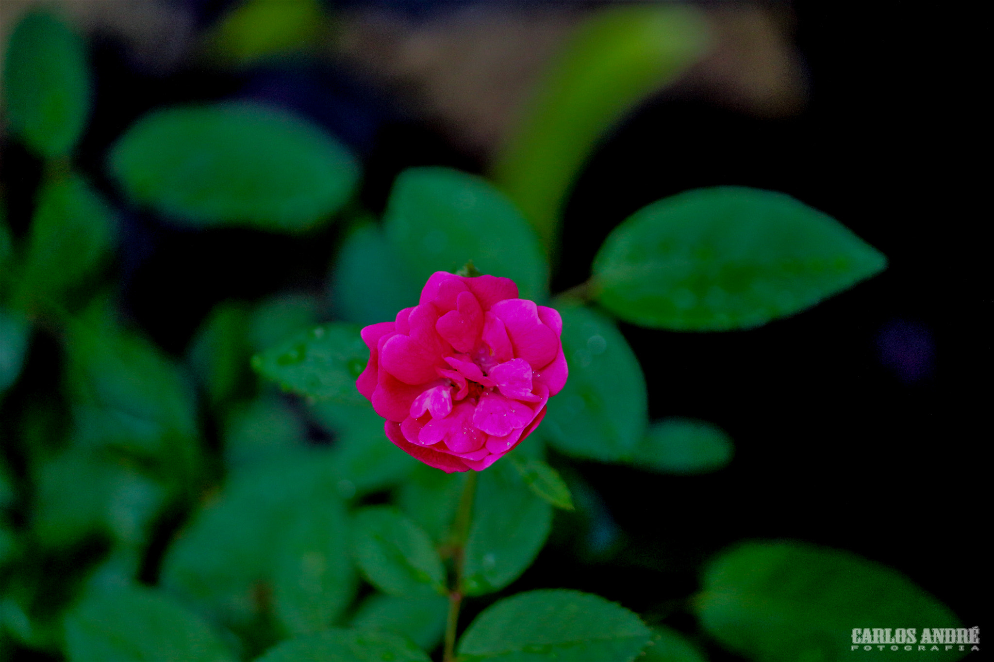 Canon EF-S 55-250mm F4-5.6 IS II sample photo. Rosinha vermelha photography