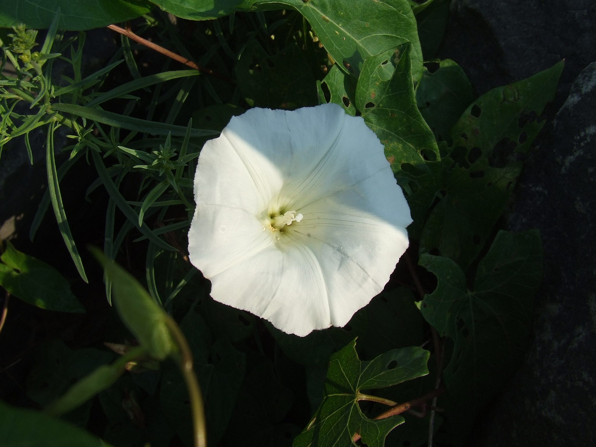 Fujifilm FinePix S5200 sample photo. Garden flower.jpg photography