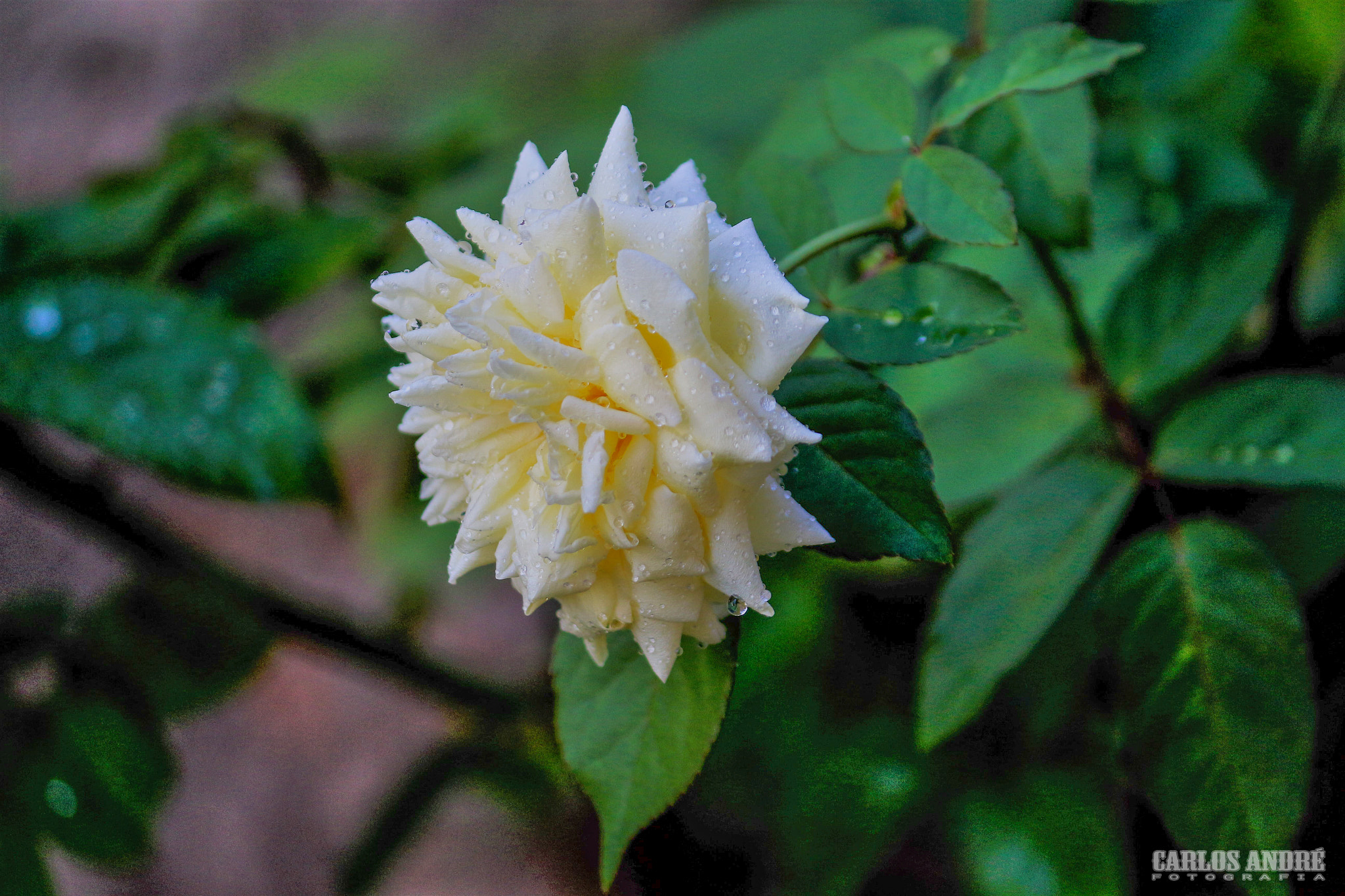 Canon EF-S 55-250mm F4-5.6 IS II sample photo. Rosa branca photography