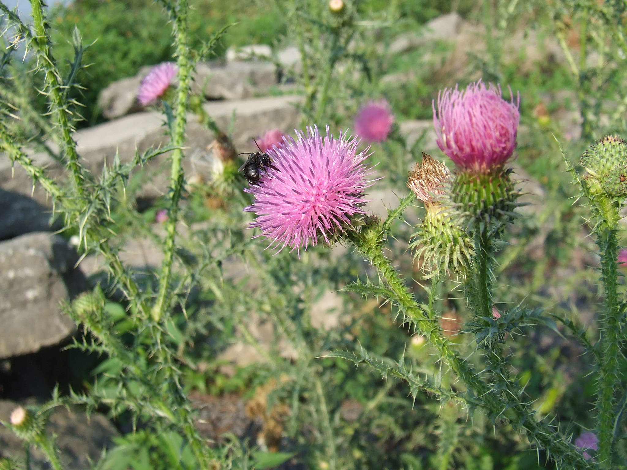 Fujifilm FinePix S5200 sample photo. Thistle with bee.jpg photography
