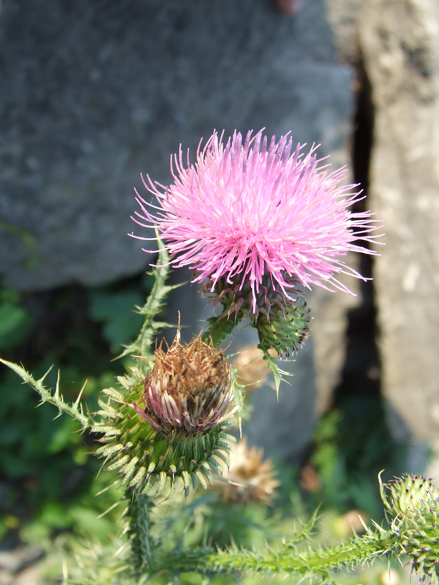 Fujifilm FinePix S5200 sample photo. Thistle.jpg photography