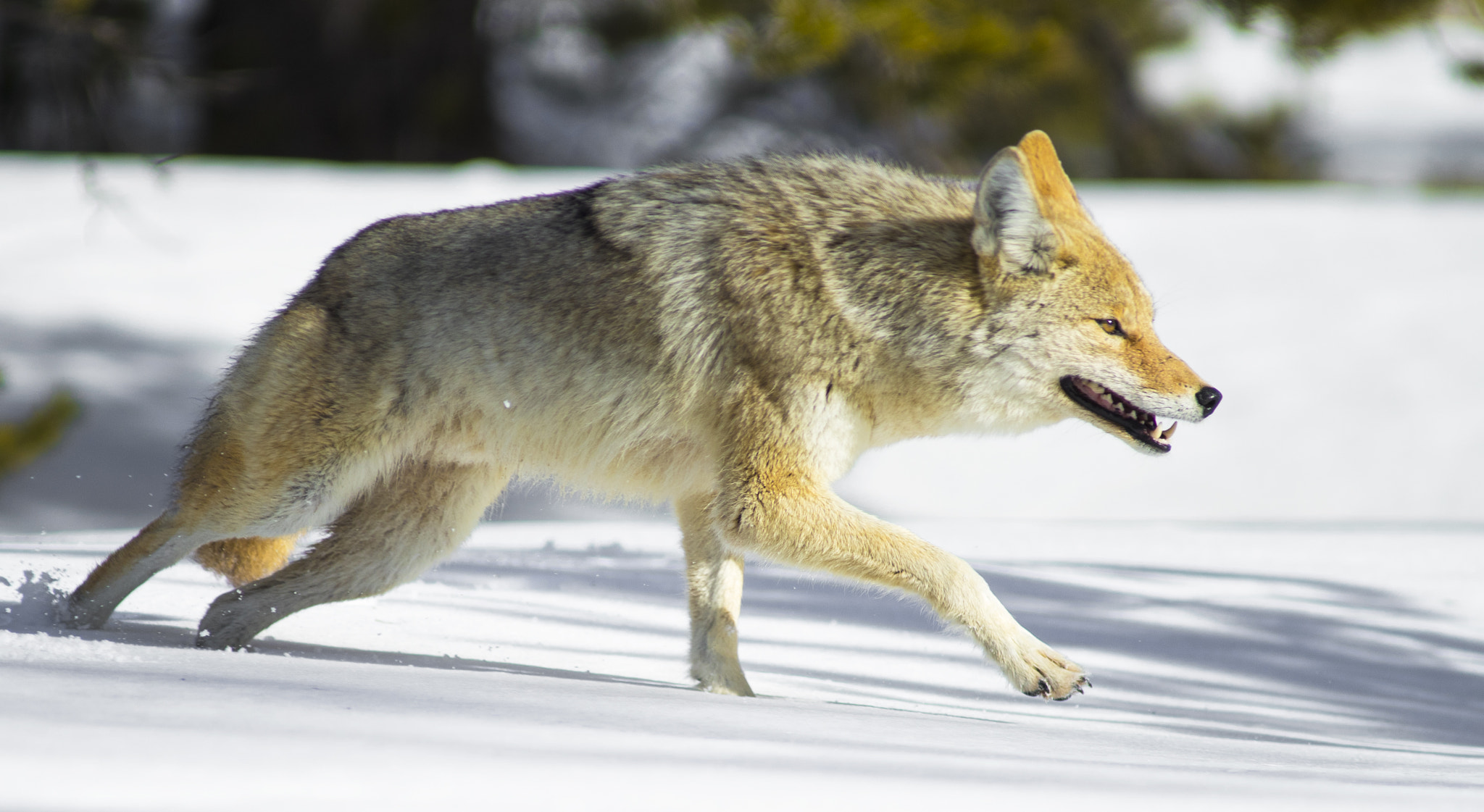 Canon EOS-1D X Mark II sample photo. Coyote deep in snow photography