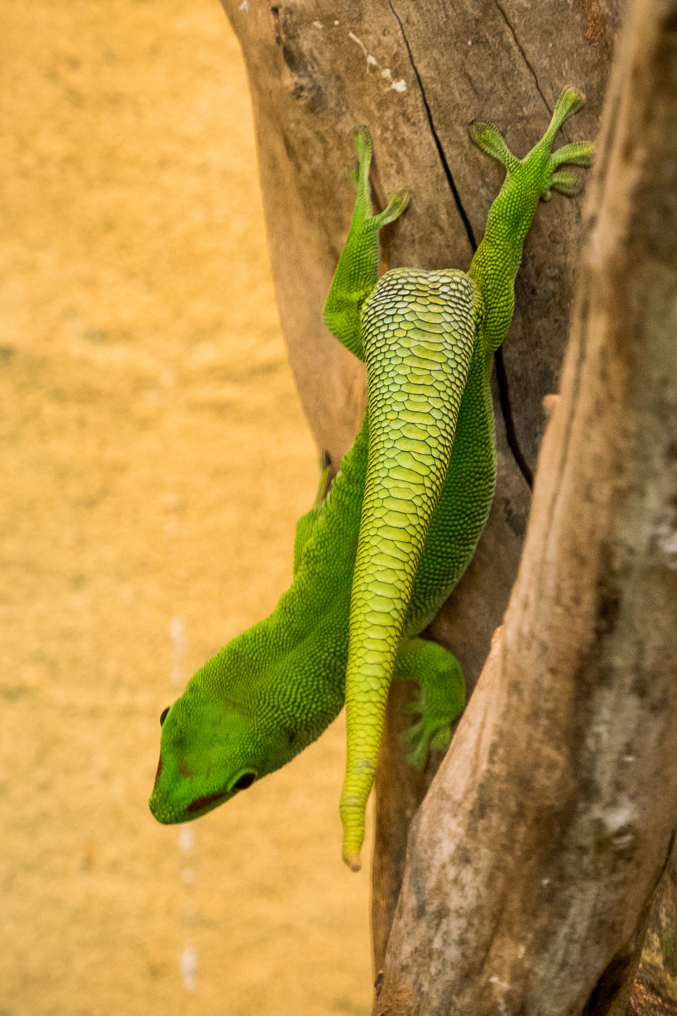 Sony a7 II + Sony FE 70-300mm F4.5-5.6 G OSS sample photo. Green gecko photography