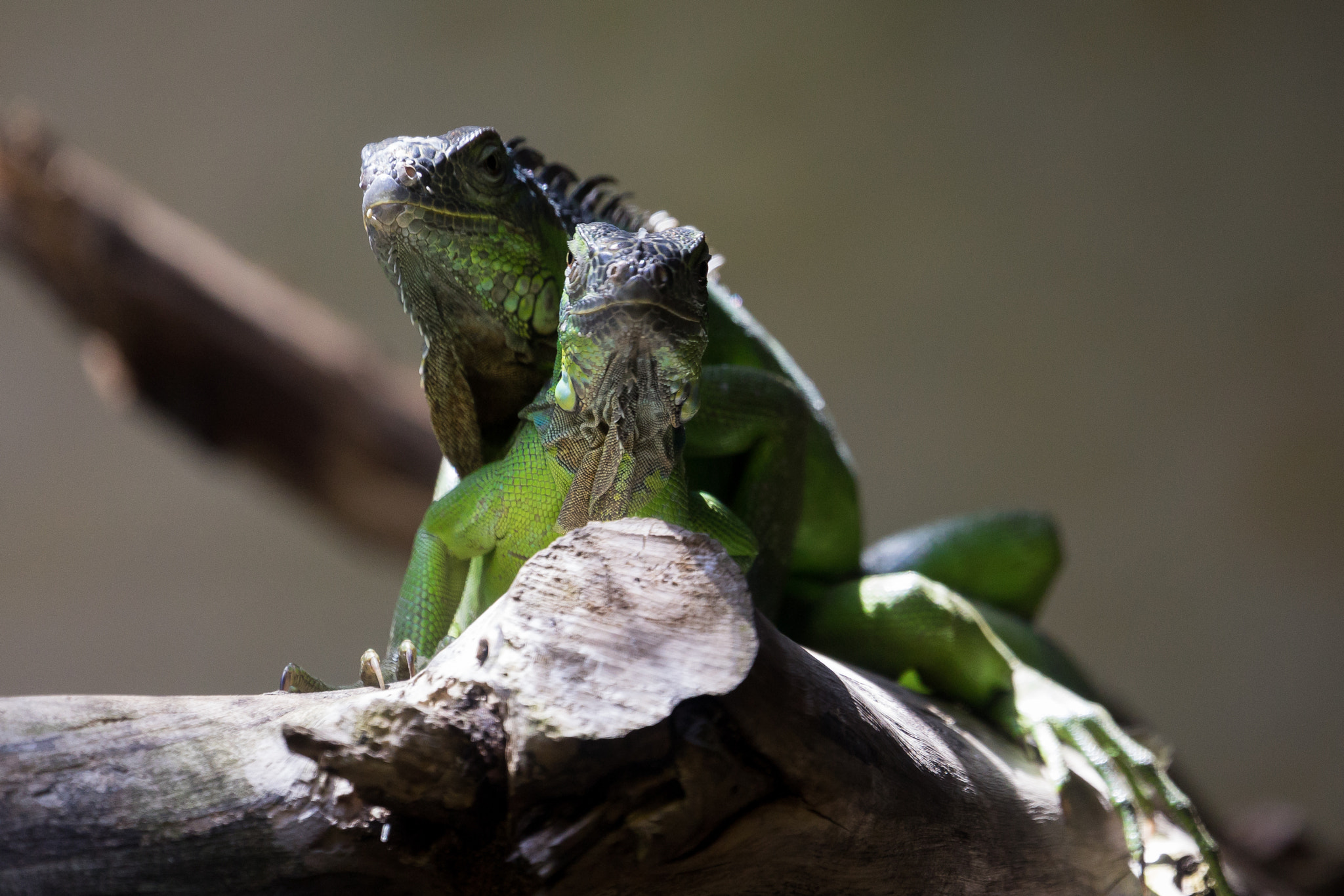 Sony a7 II + Sony FE 70-300mm F4.5-5.6 G OSS sample photo. Iguana photography