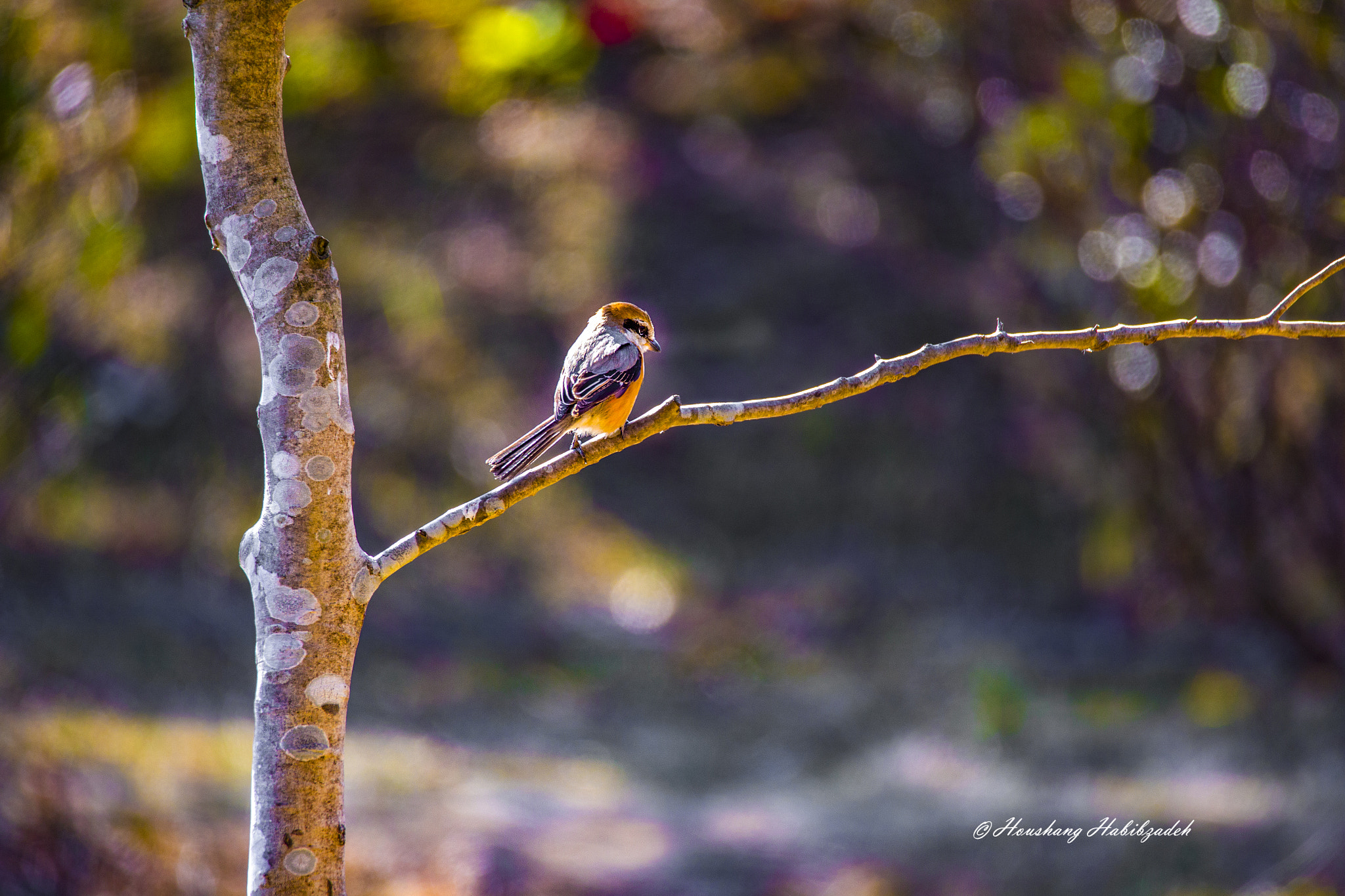 Tamron SP 150-600mm F5-6.3 Di VC USD sample photo. Little ball-headed shrike photography