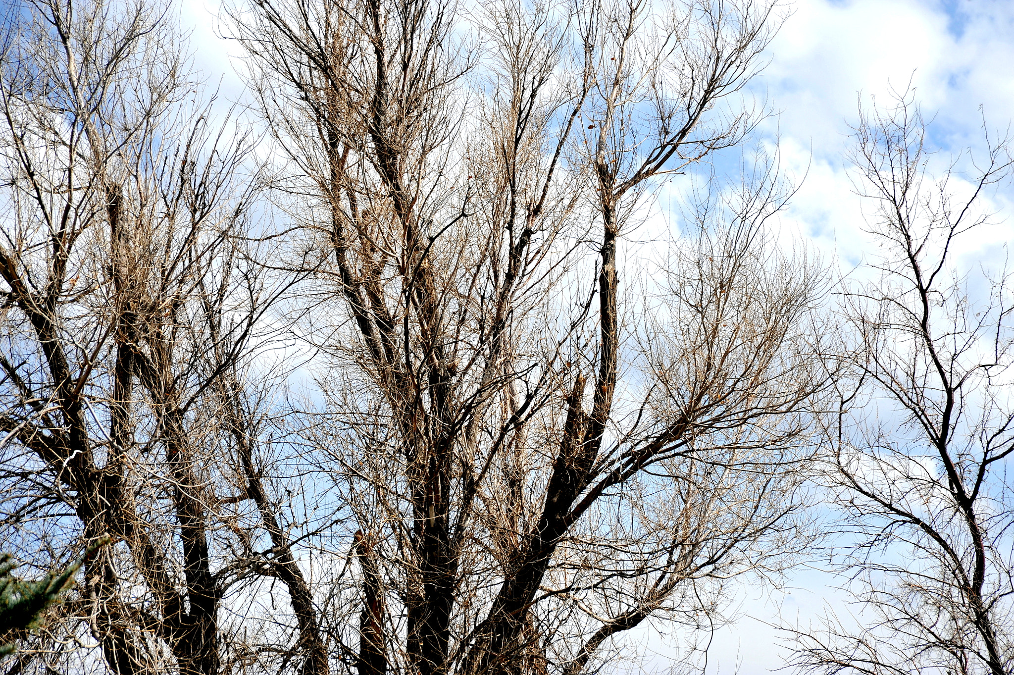 Nikon D3 sample photo. Tall trees. photography