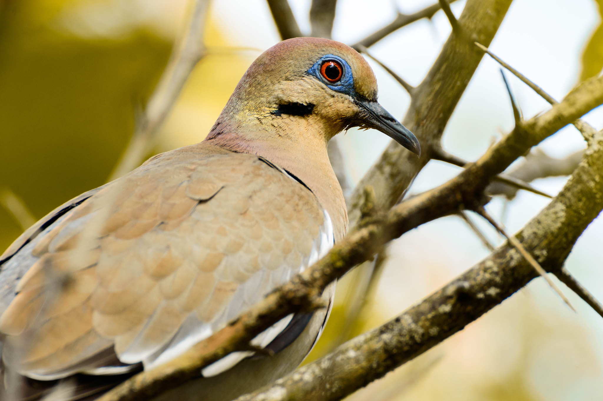Nikon D3200 sample photo. White-winged dove photography