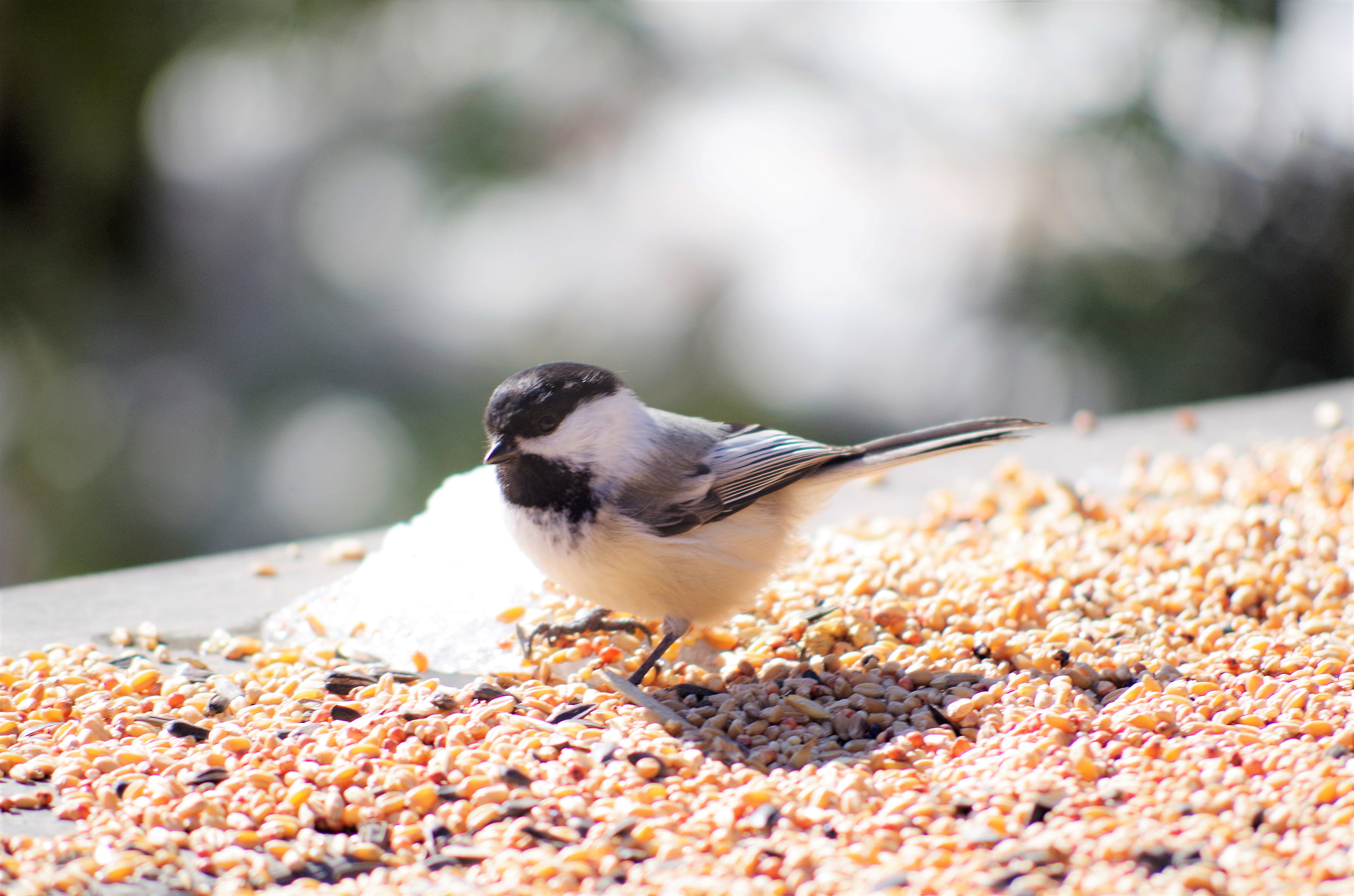 Pentax K-50 sample photo. Wild photography