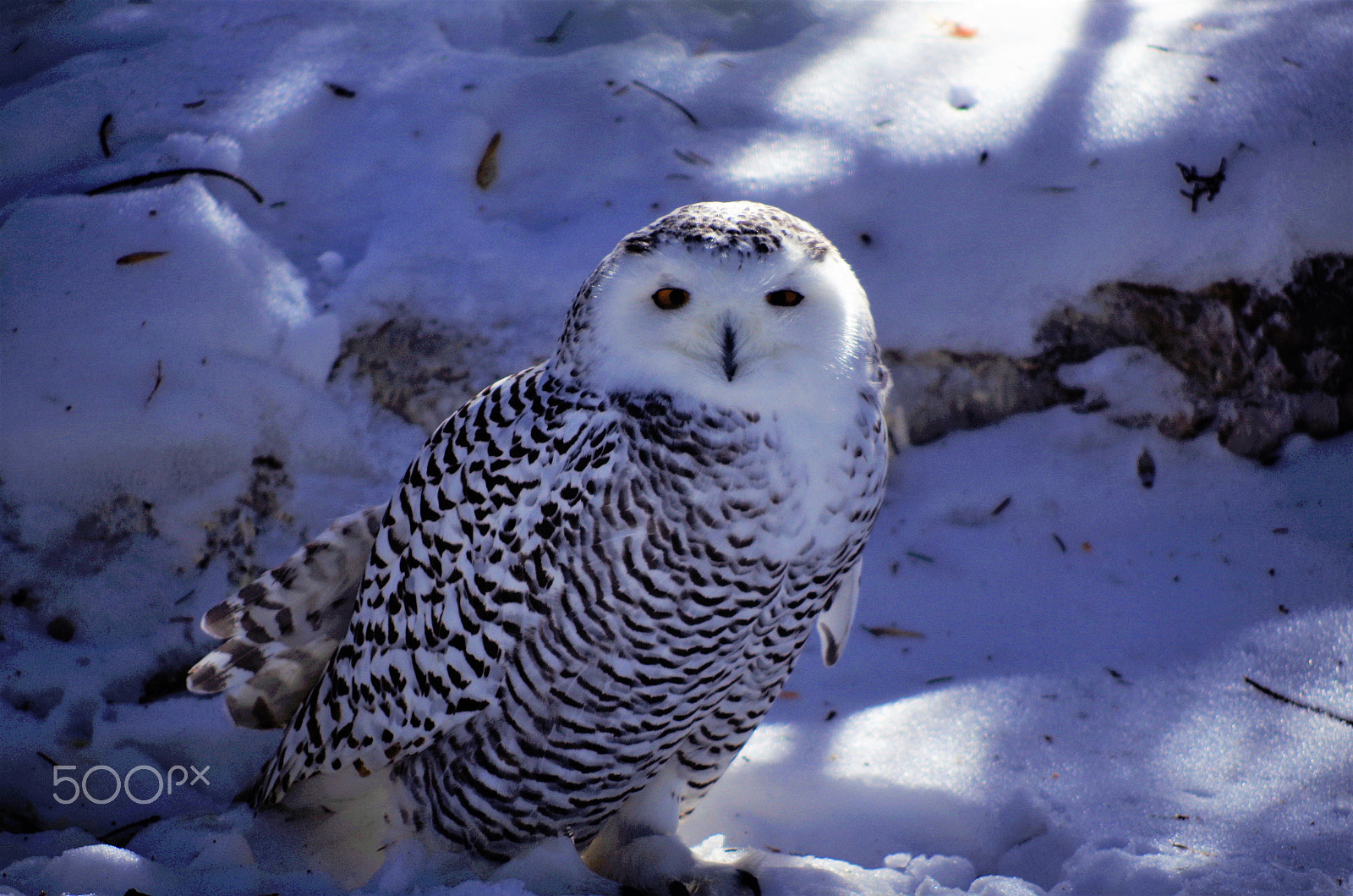 Pentax K-50 sample photo. Frosty photography