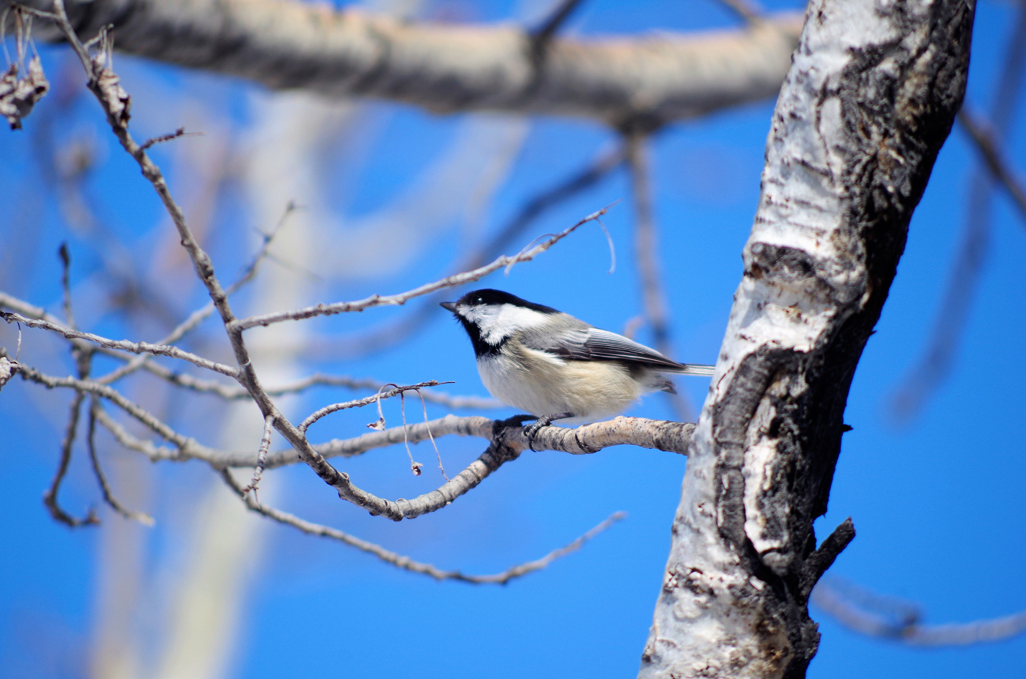 Pentax K-50 + smc PENTAX-DA L 55-300mm F4-5.8 ED sample photo. Chickadee photography