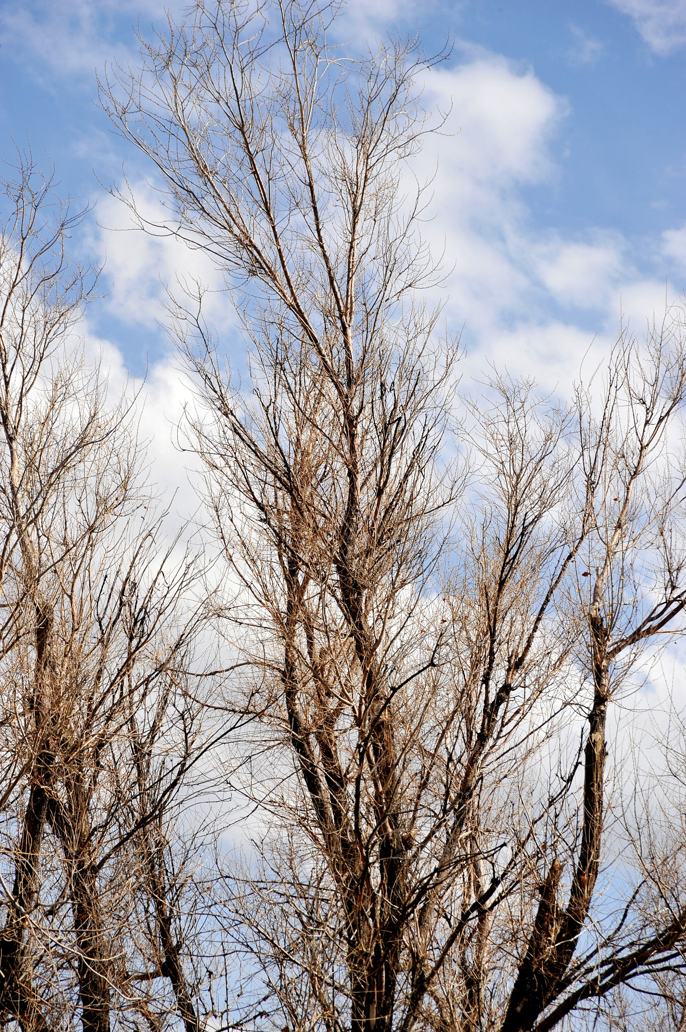 Nikon D3 sample photo. Tall trees. photography