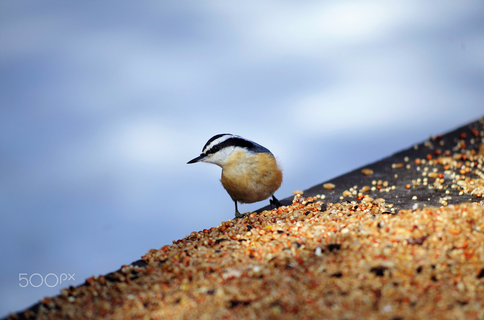 Pentax K-50 + smc PENTAX-DA L 55-300mm F4-5.8 ED sample photo. Nuthatch photography