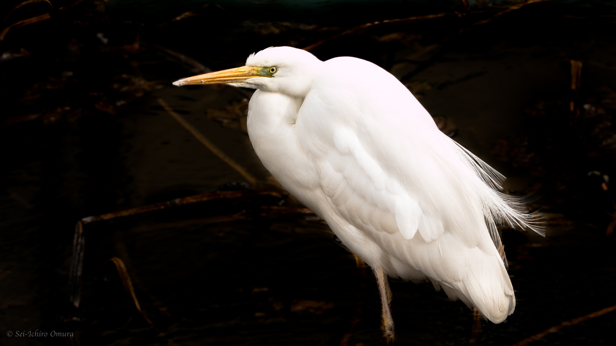 Panasonic Lumix DMC-GH4 sample photo. Egret photography