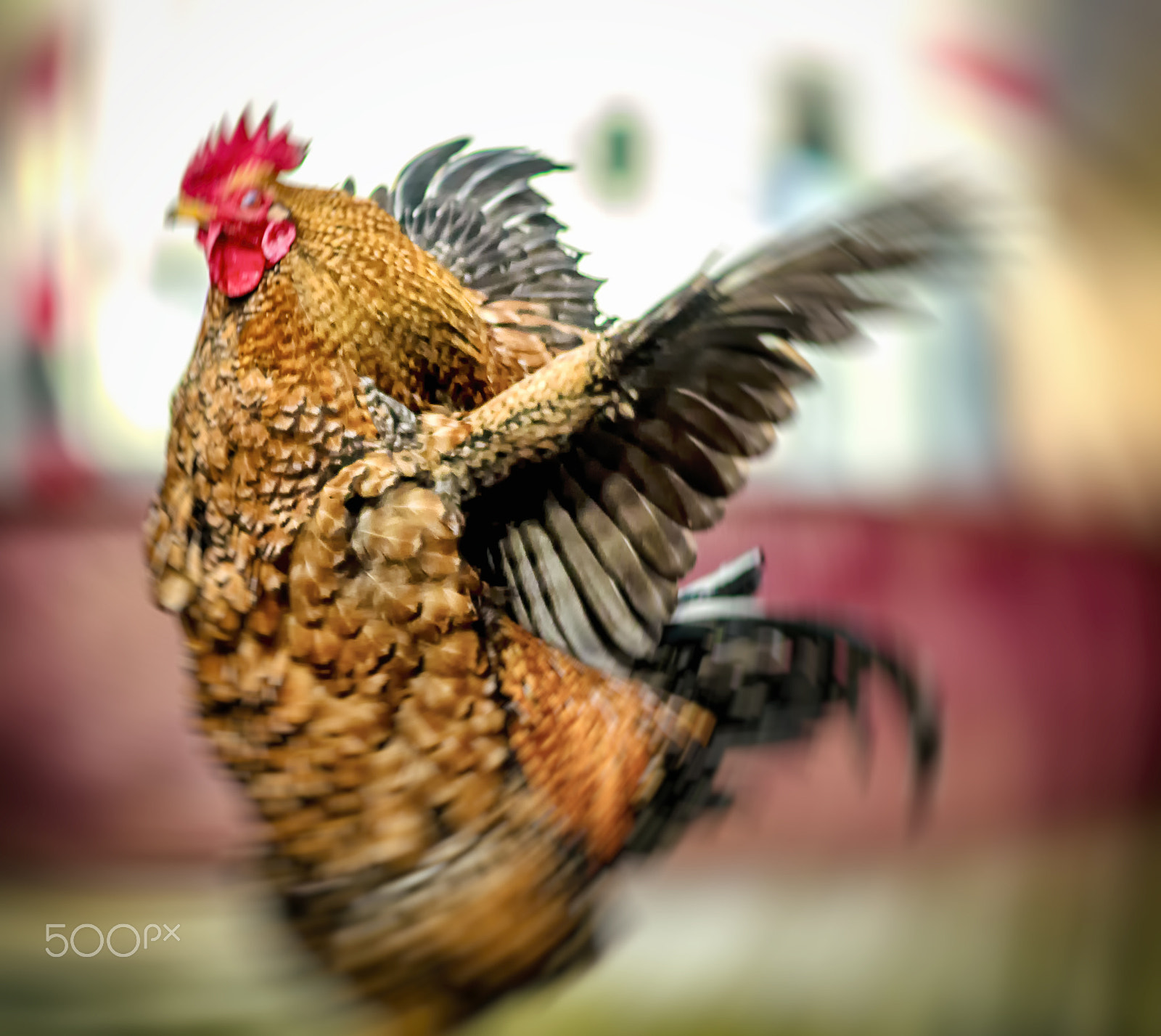 Canon EOS 600D (Rebel EOS T3i / EOS Kiss X5) + Canon EF 200mm F2.8L II USM sample photo. Dancing rooster photography