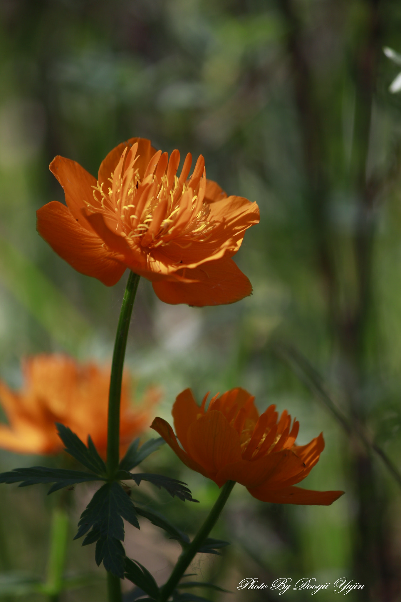 Canon EF-S 55-250mm F4-5.6 IS sample photo