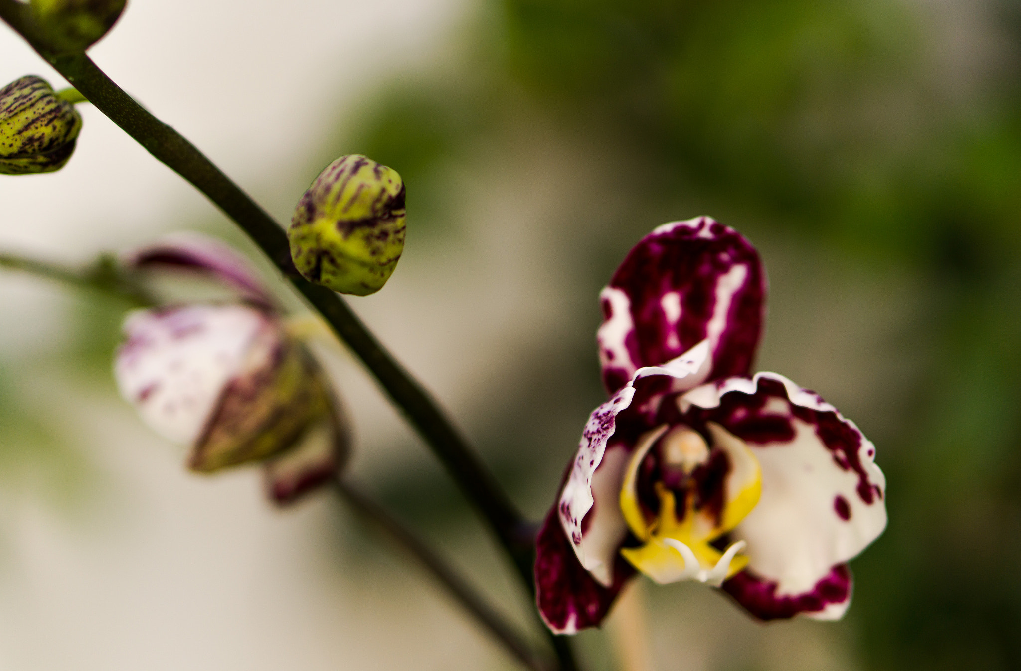 E 50mm F1.8 OSS sample photo. Phalaenopsis photography