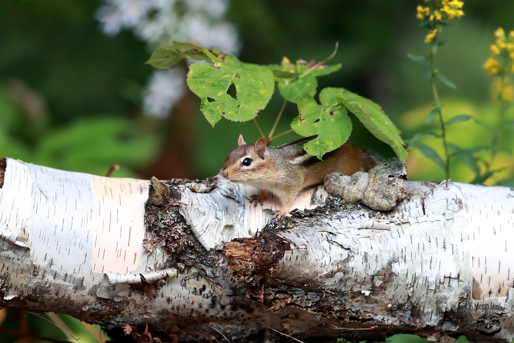 Canon EF 500mm F4L IS II USM sample photo. Chippie photography